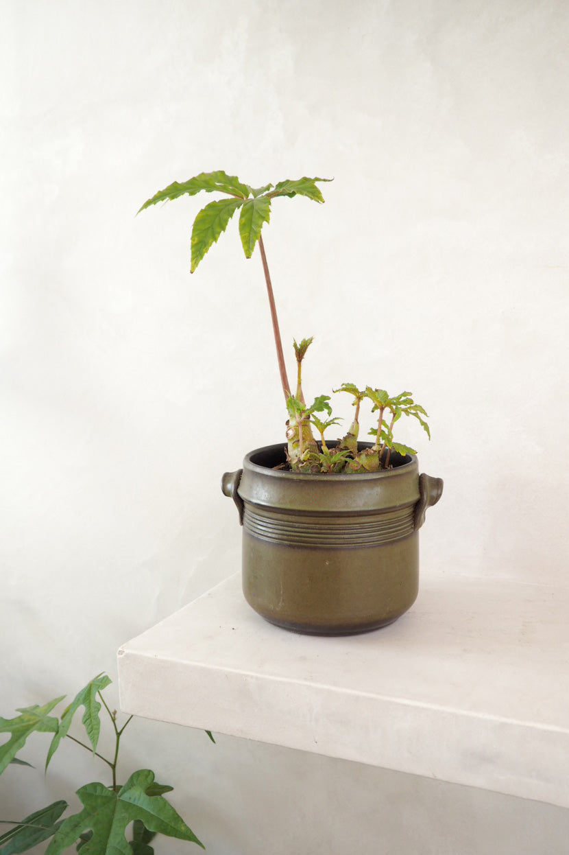 Vintage - mosgrøn krukke