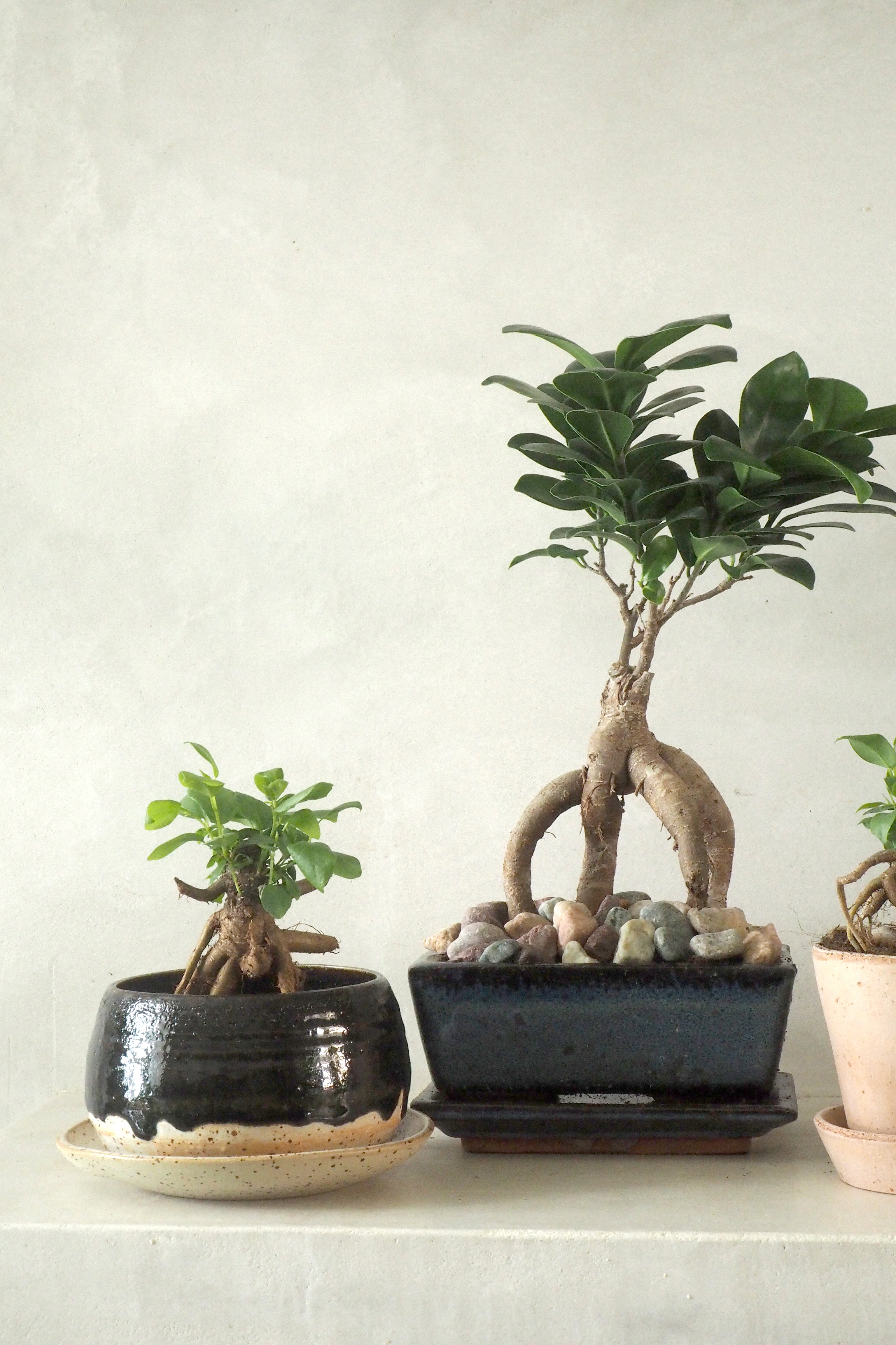 Bonsai Ficus, medium II
