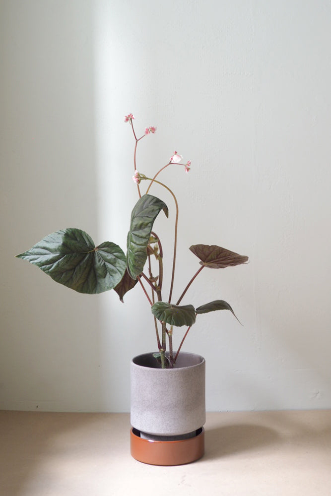 Hoff krukke, raw grey + rust underskål