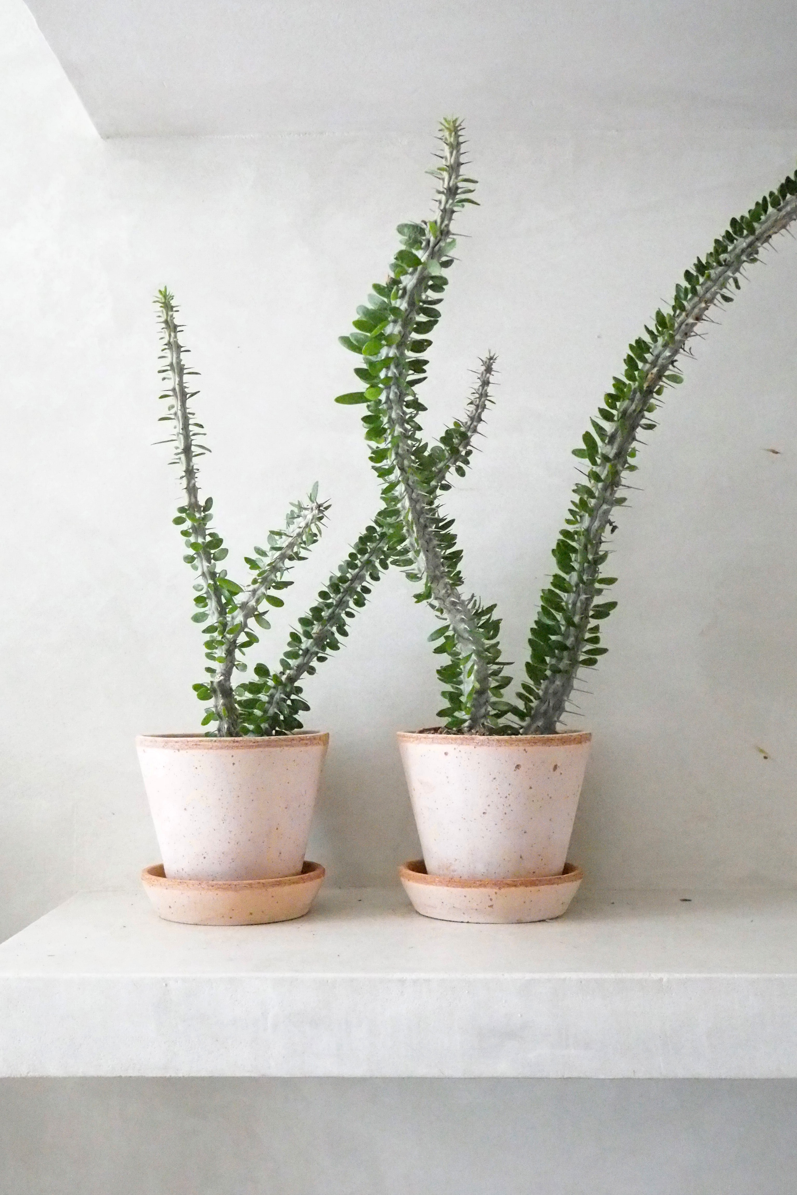 Madagaskar Ocotillo
