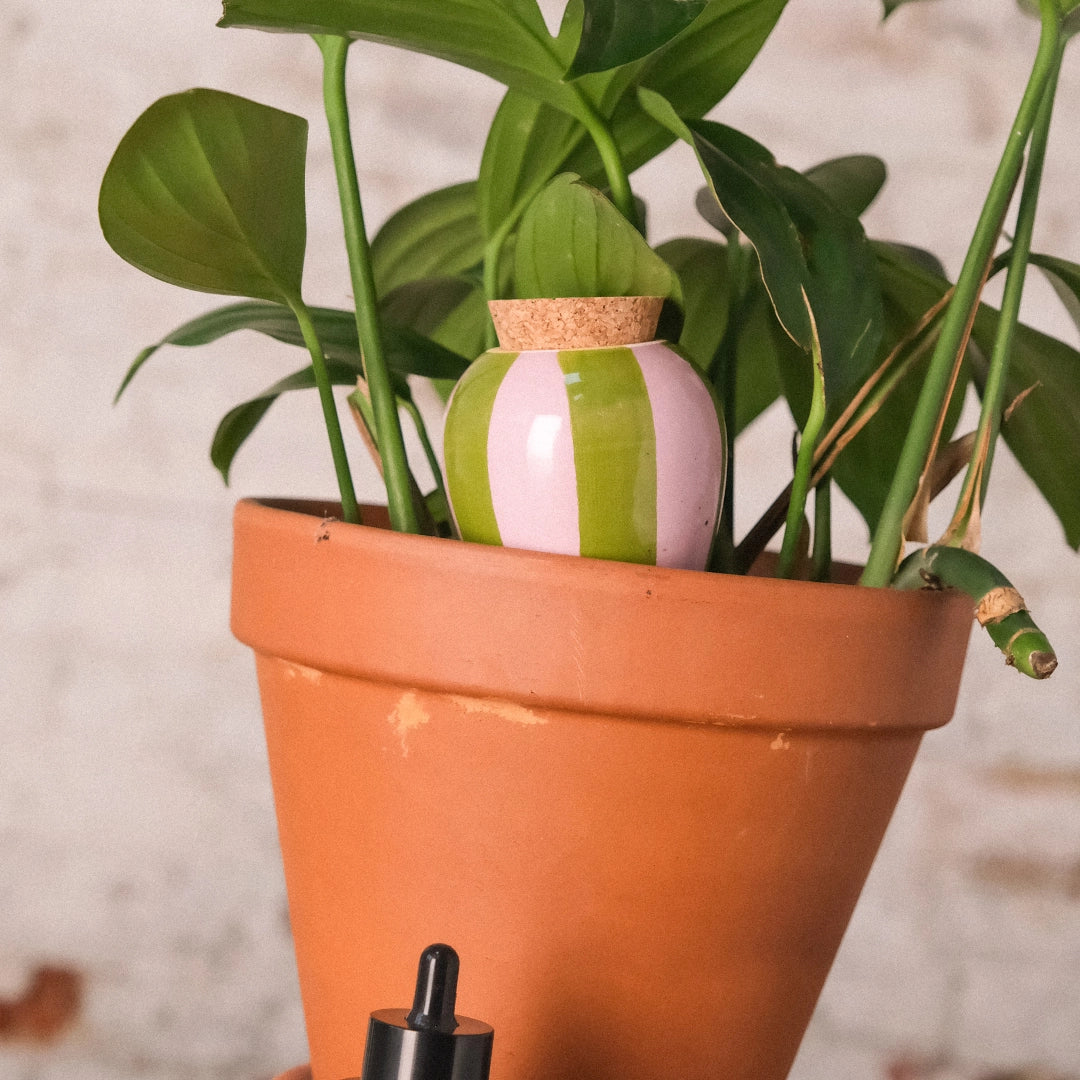 Olla selvvander - lilla/grøn