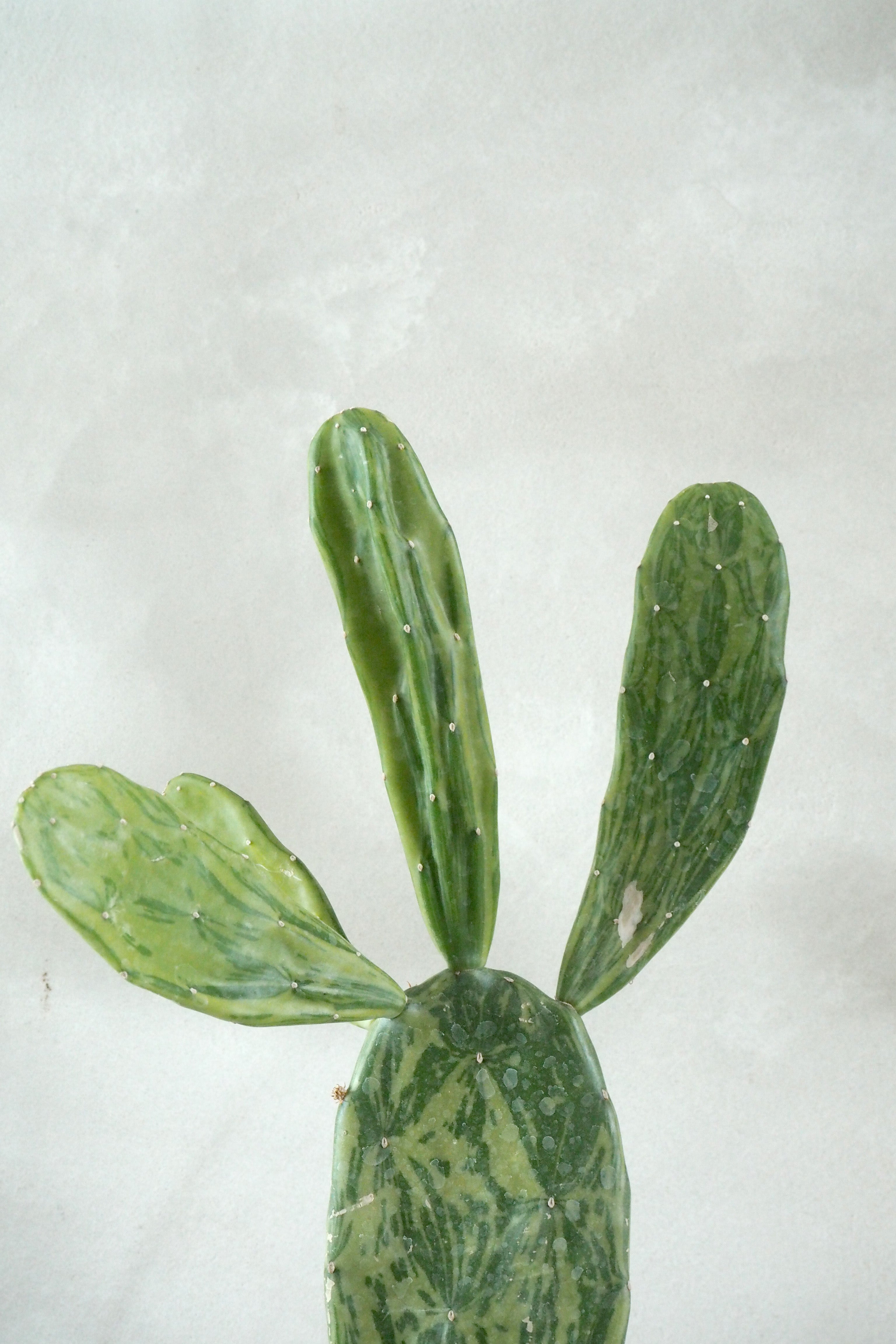 Opuntia Cochenillifera Variegata