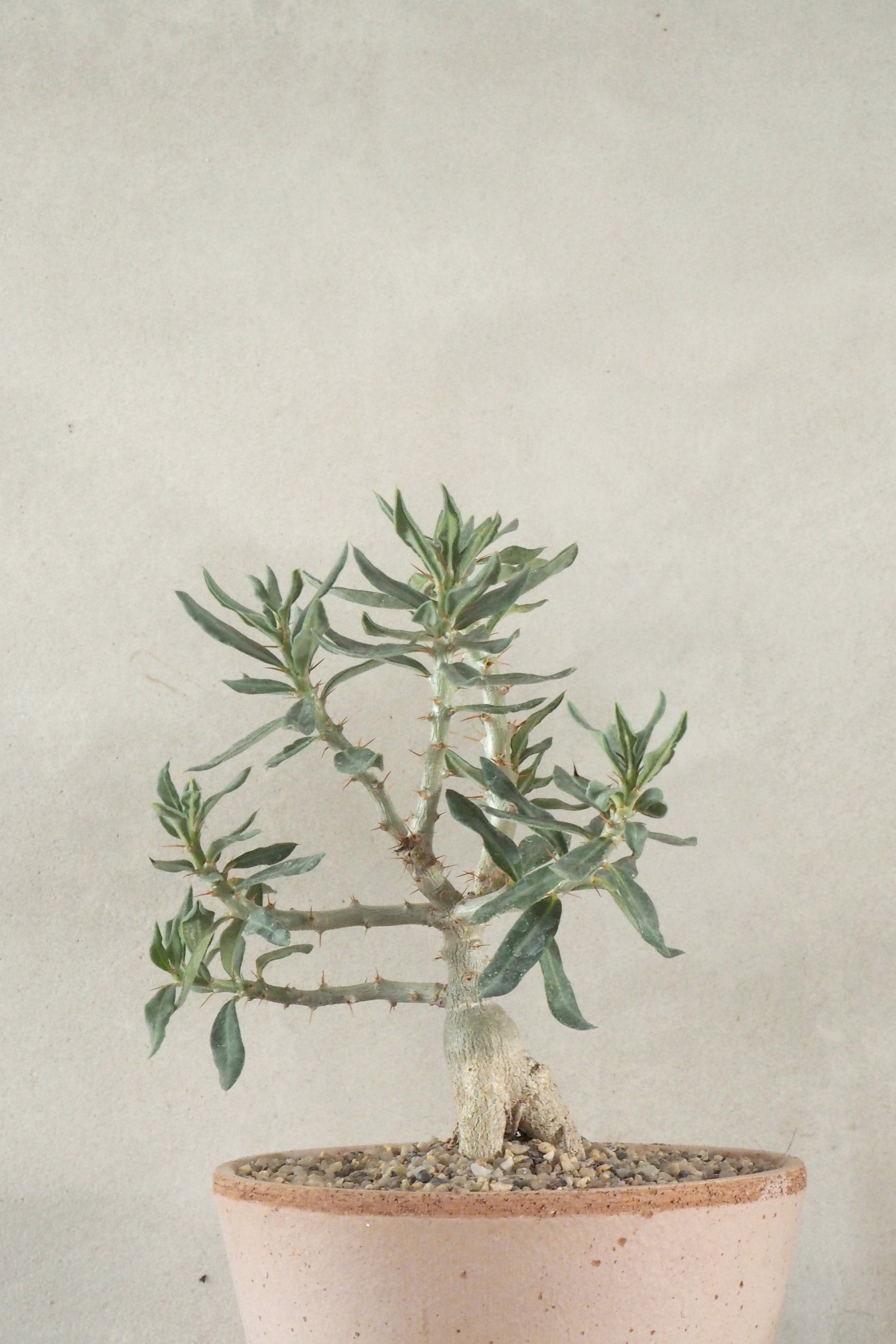 Pachypodium bispinosum