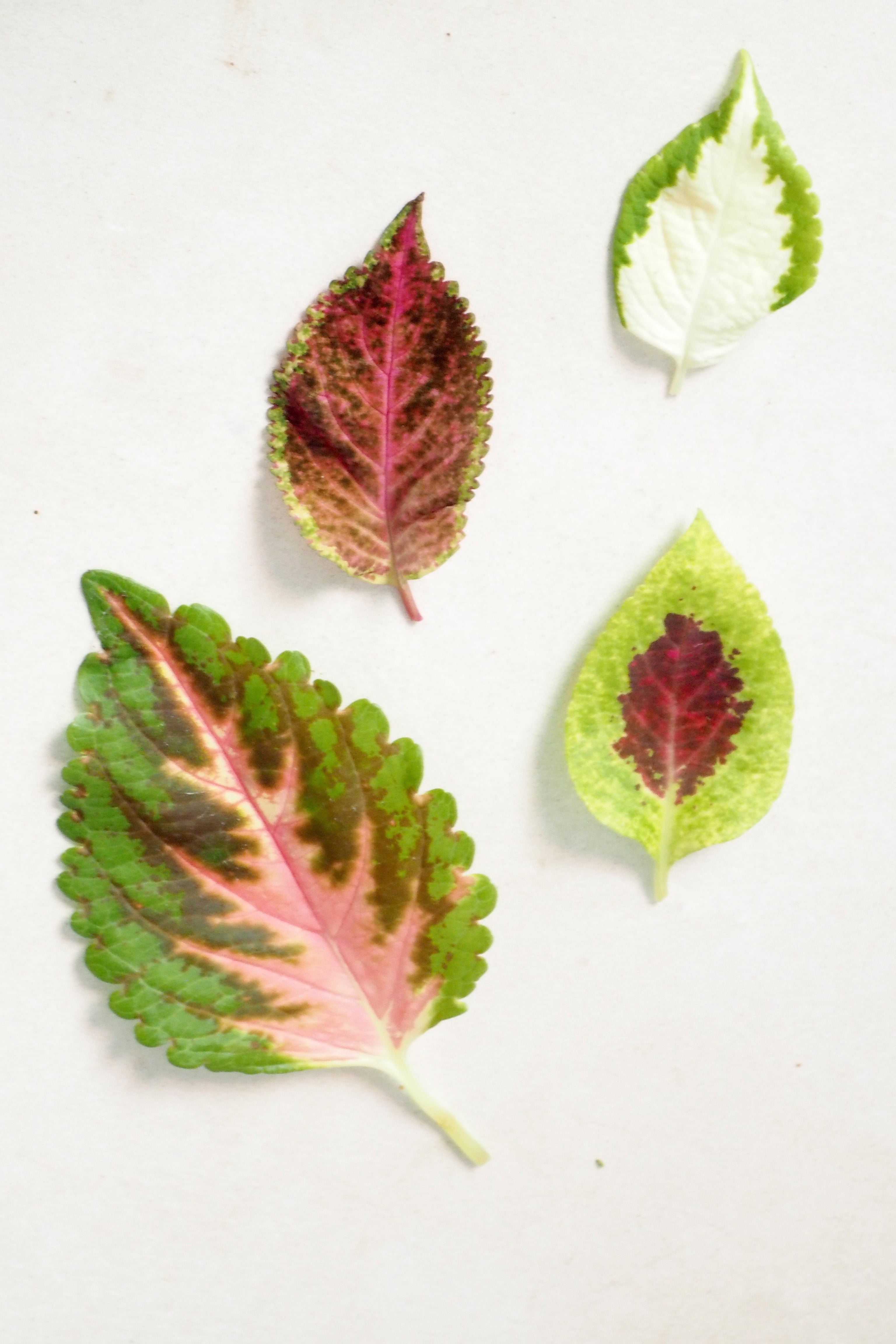 Frø - Paletblad, Wizard mix