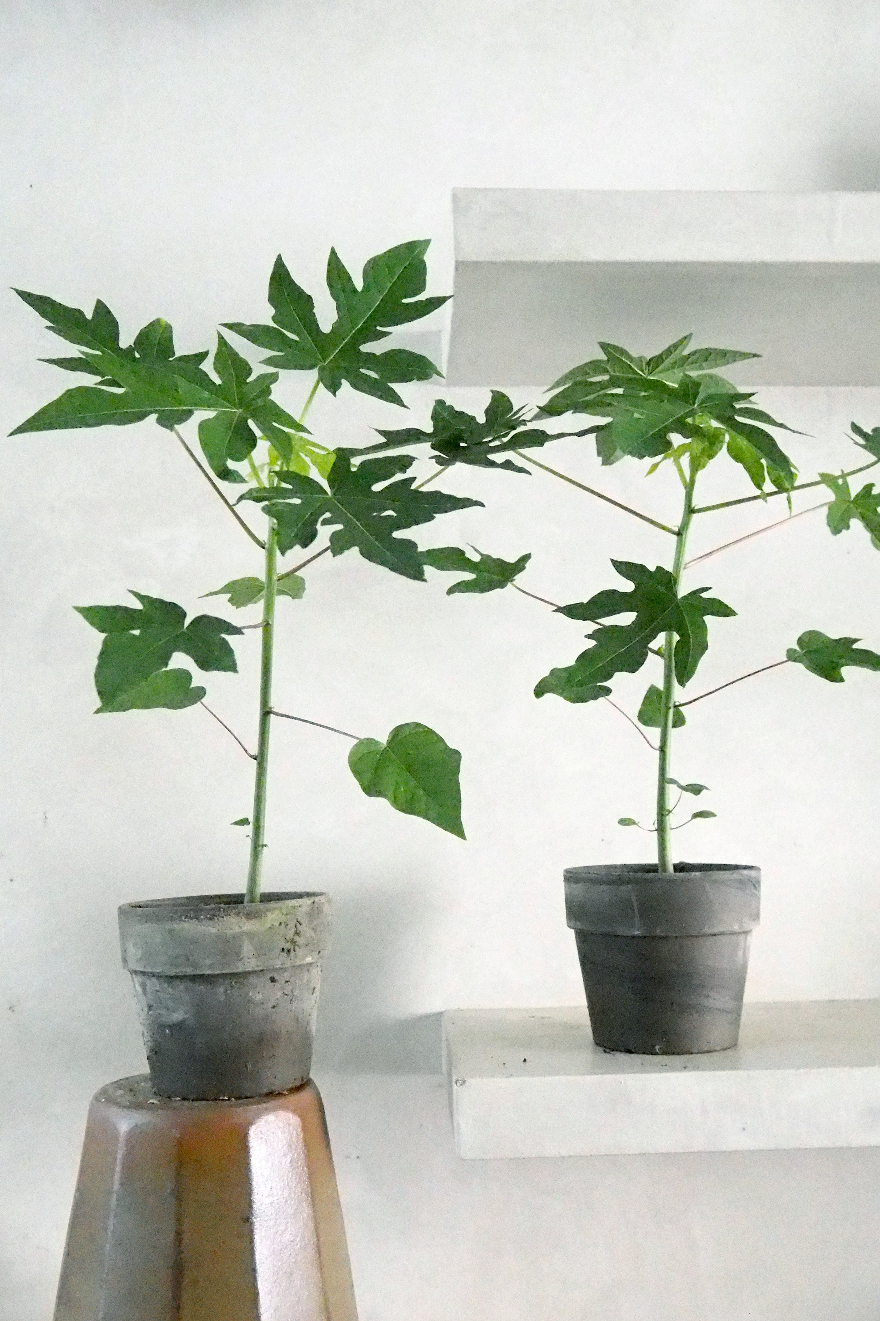 Papaya