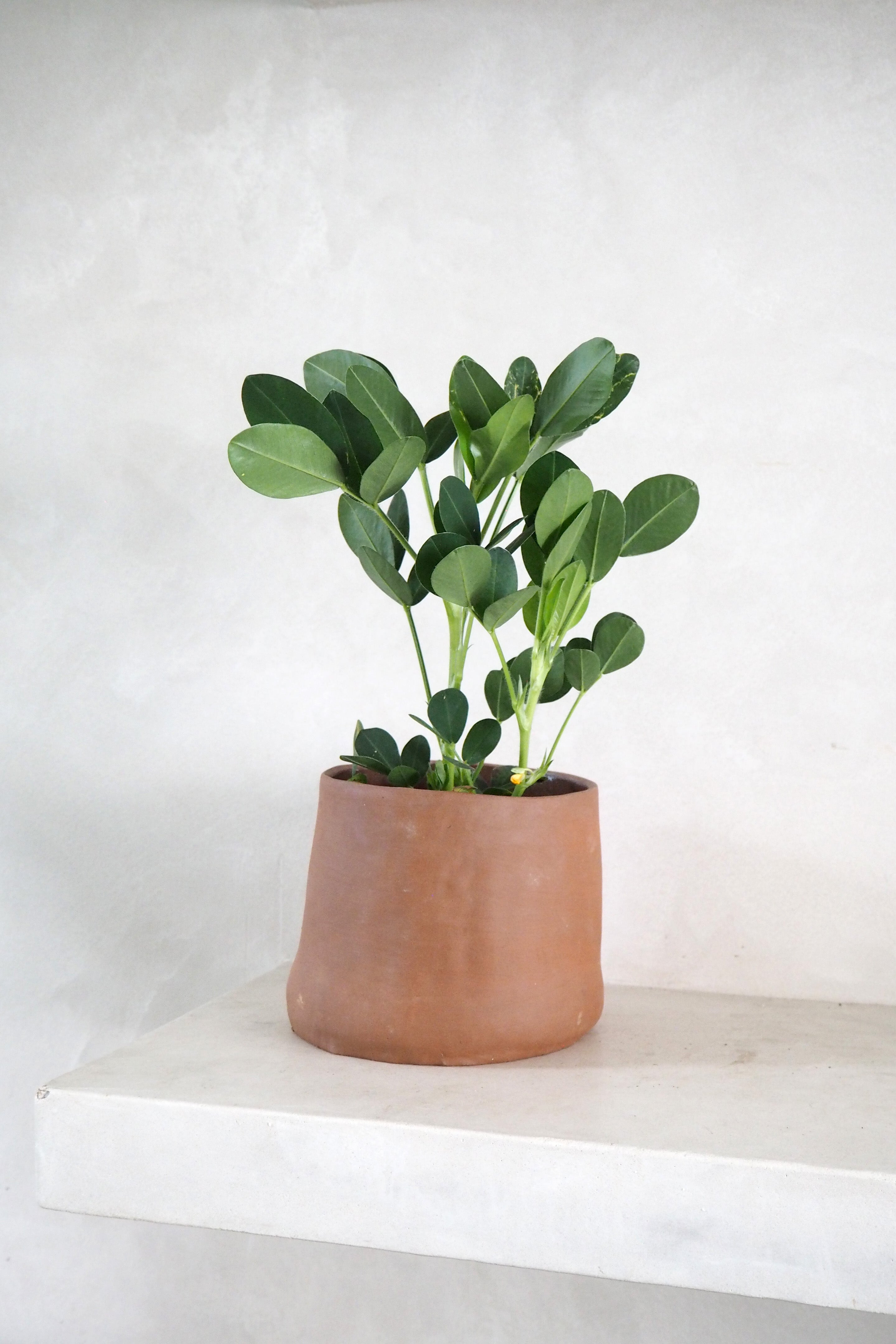 Peanut plante - arachis hypogaea