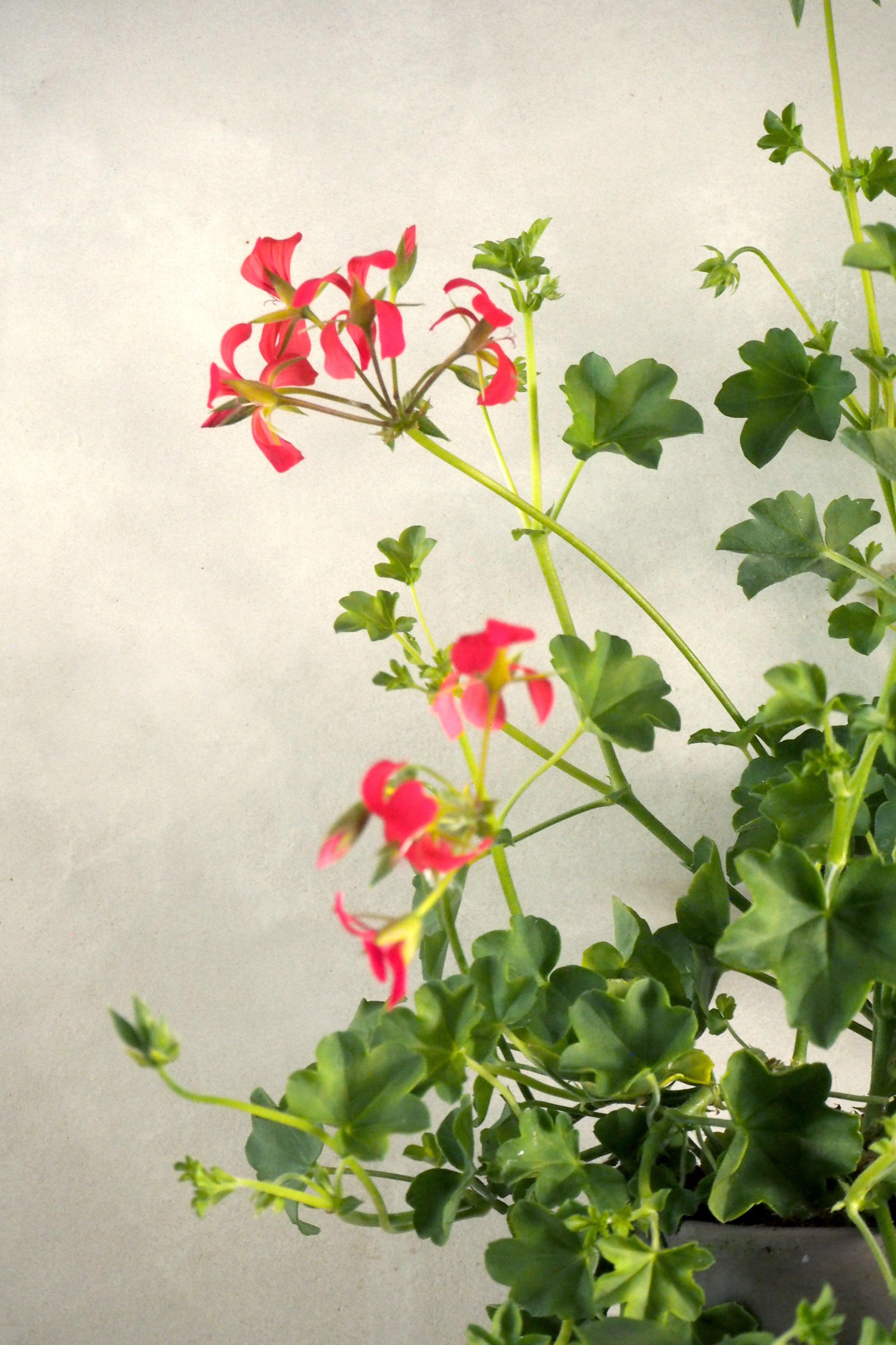 Pelargonium - Peltatum Tyroler