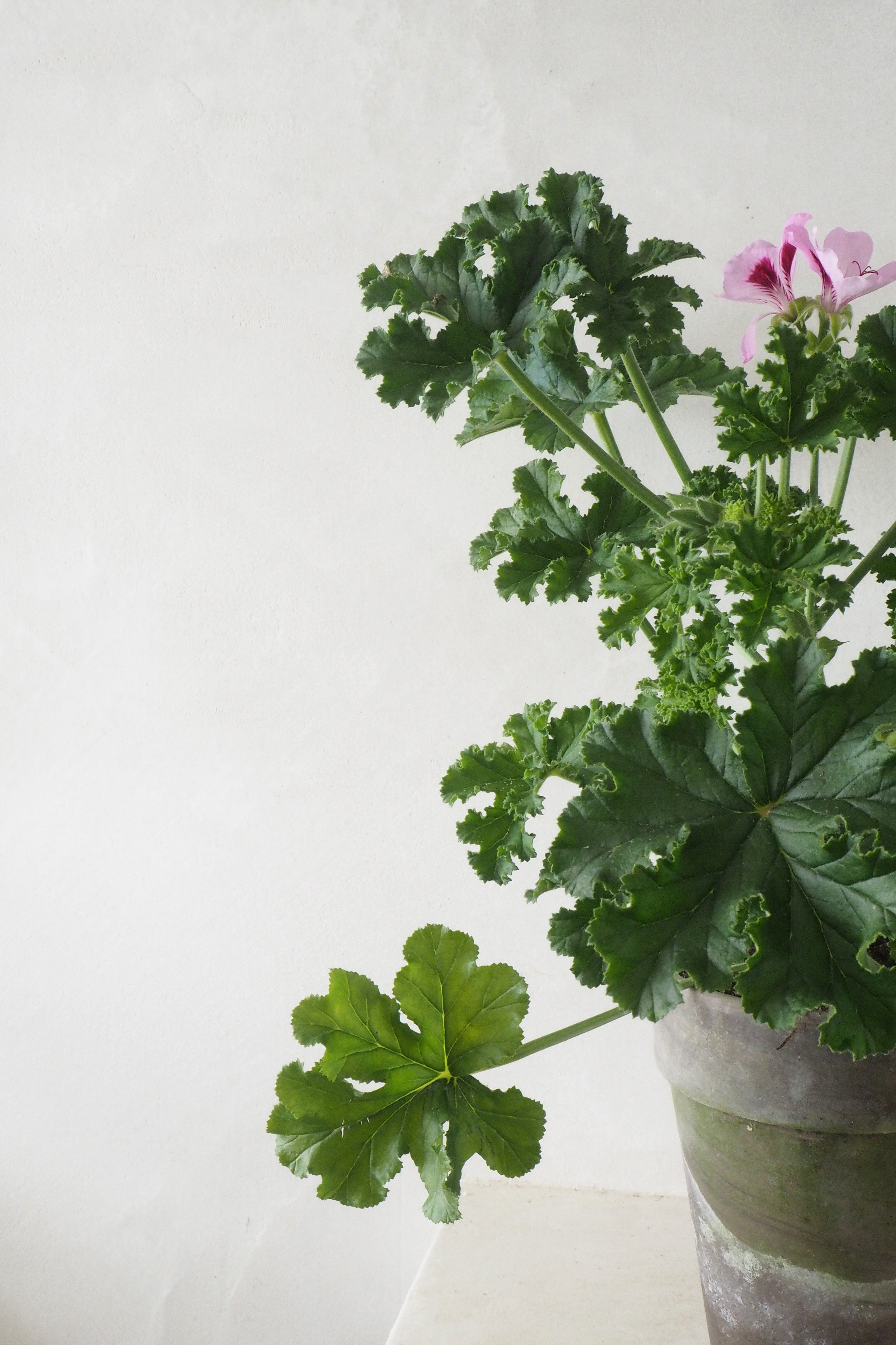 Geranium - Oak leaf