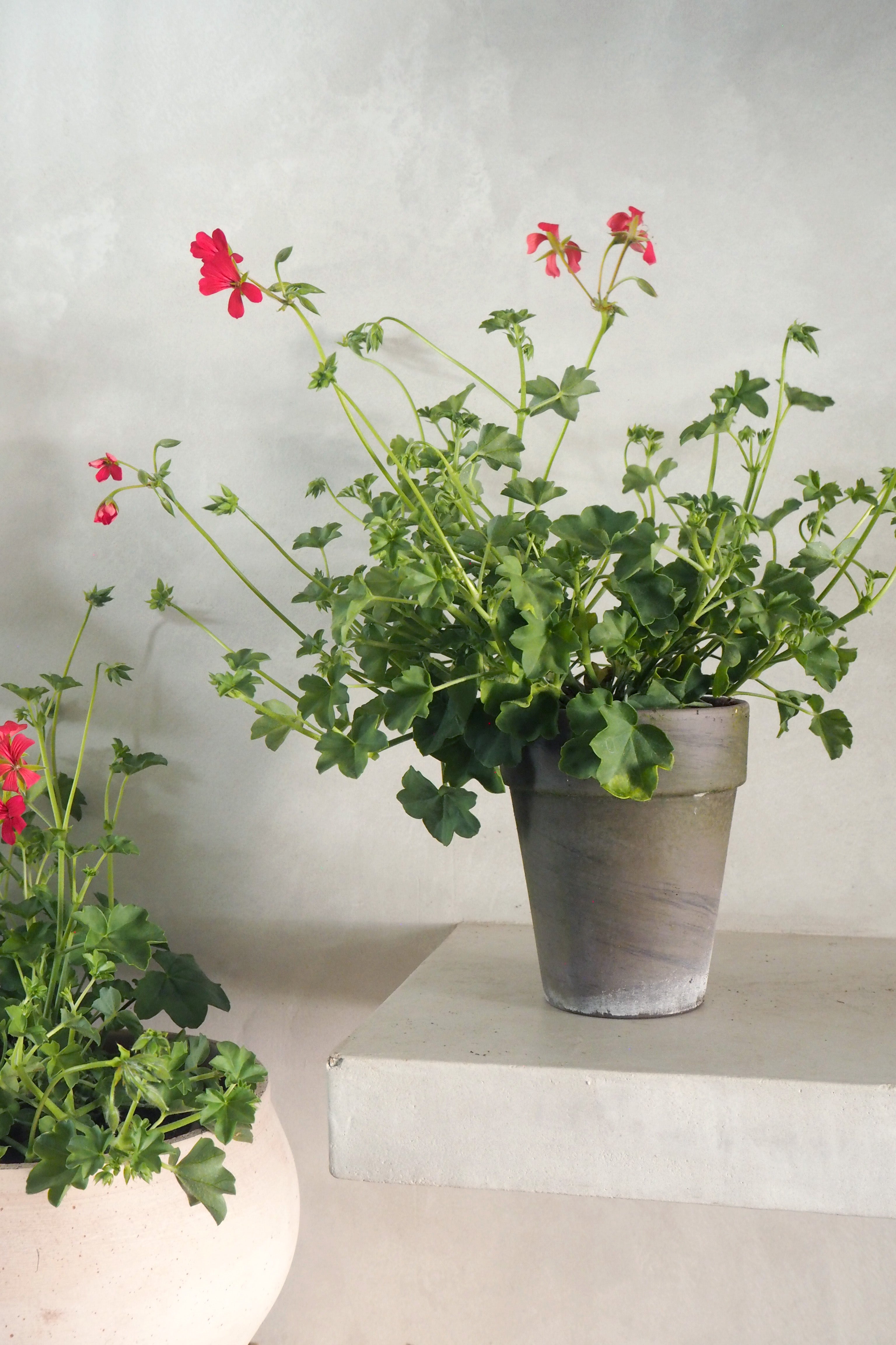 Pelargonium - Peltatum Tyroler