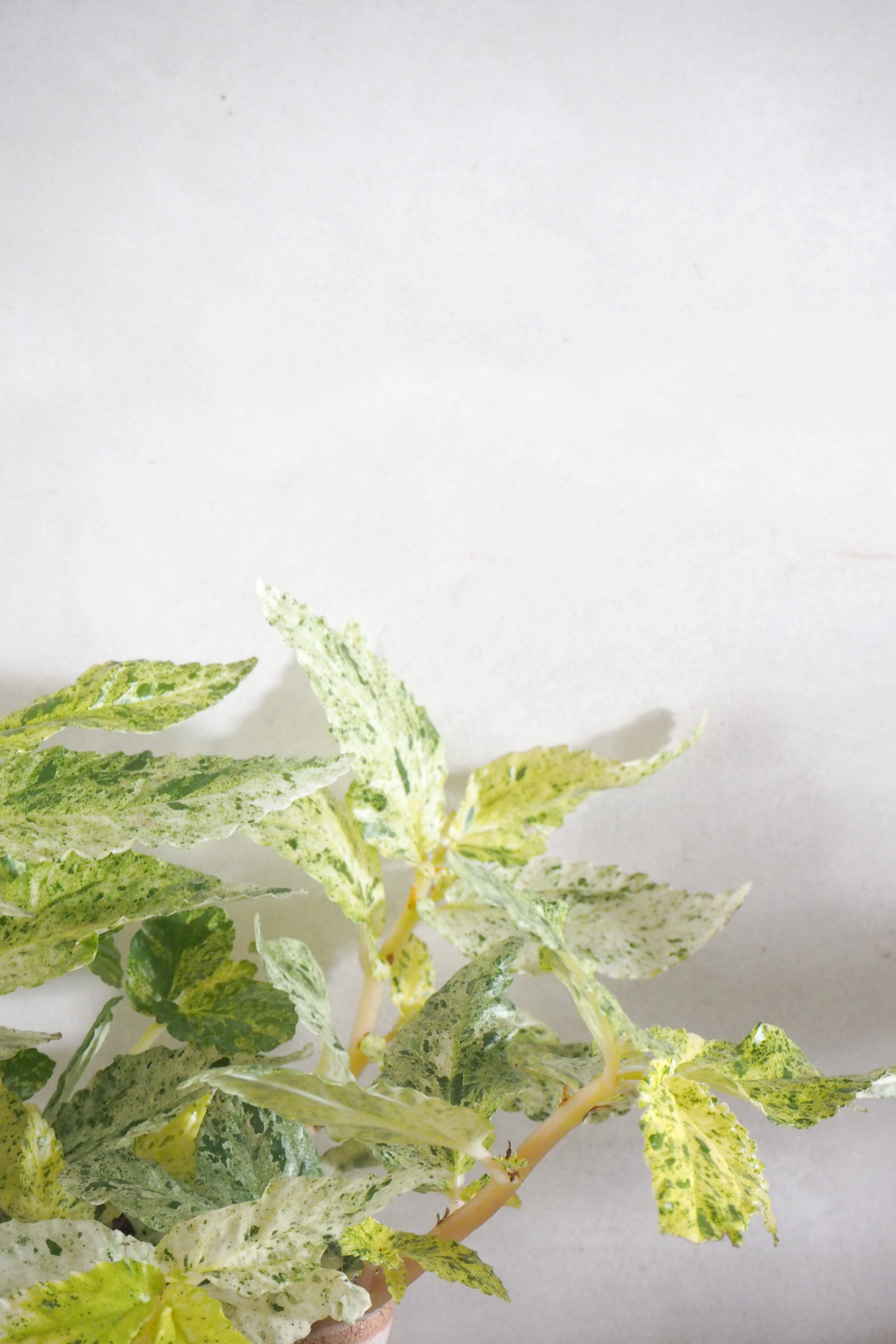 Pellionia repens ‘Variegata’