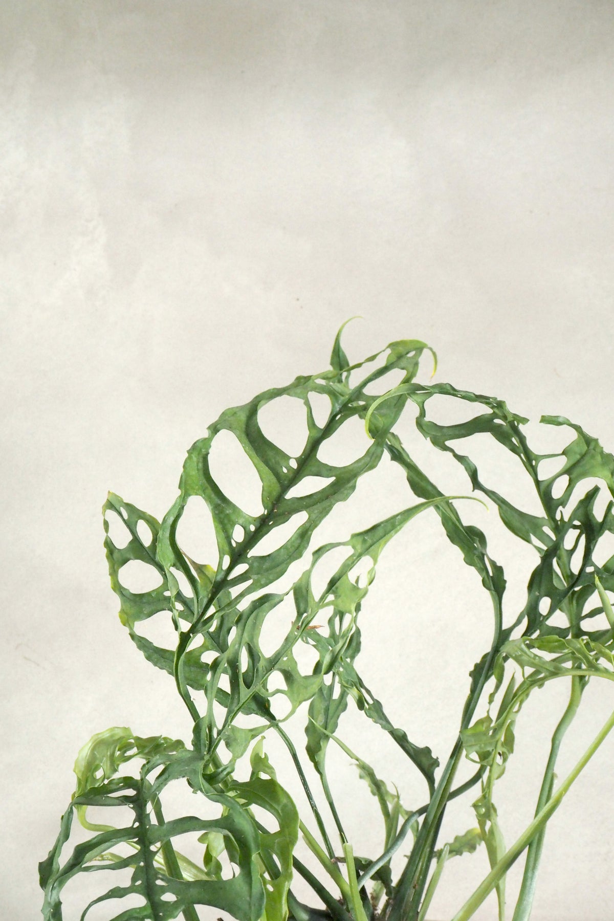 Monstera obliqua Peru