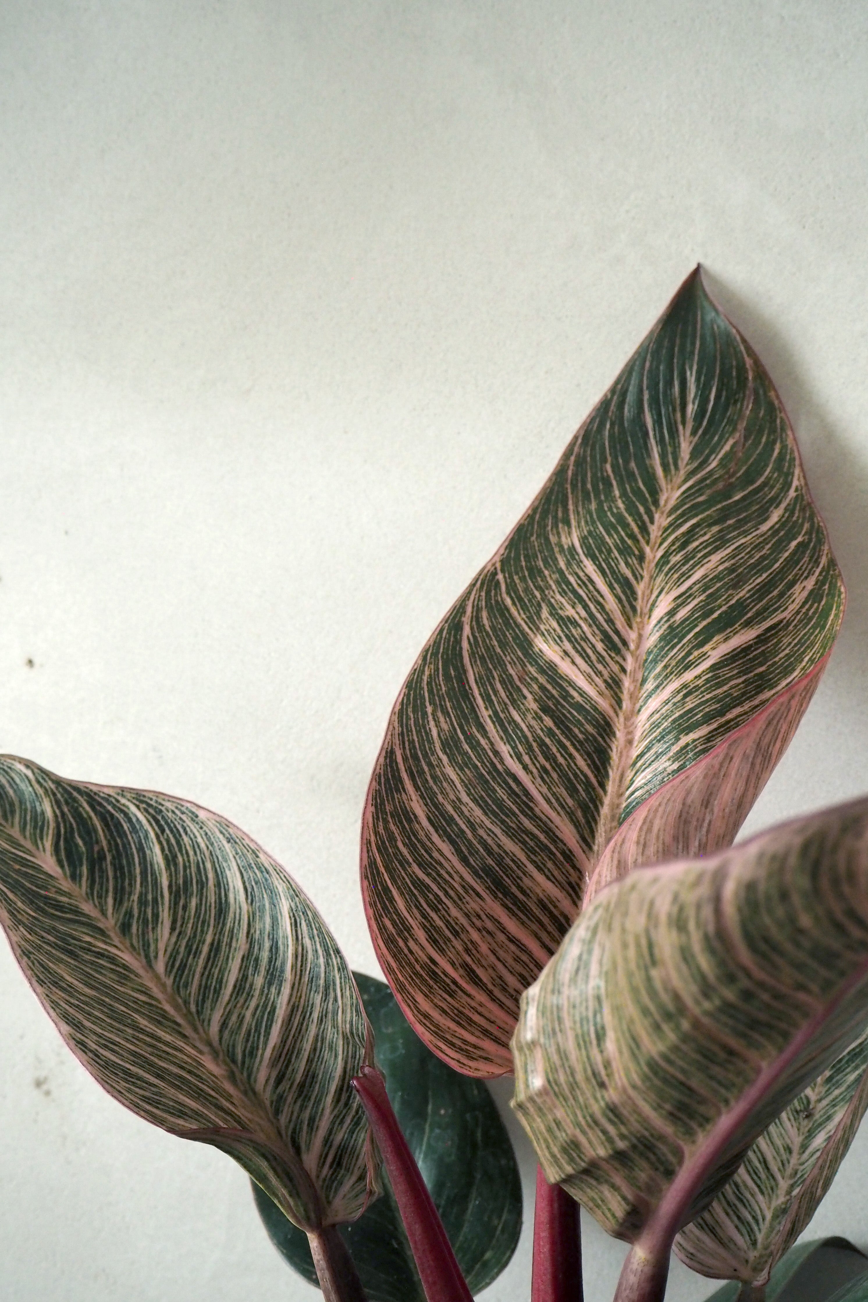 Philodendron Pink Birkin