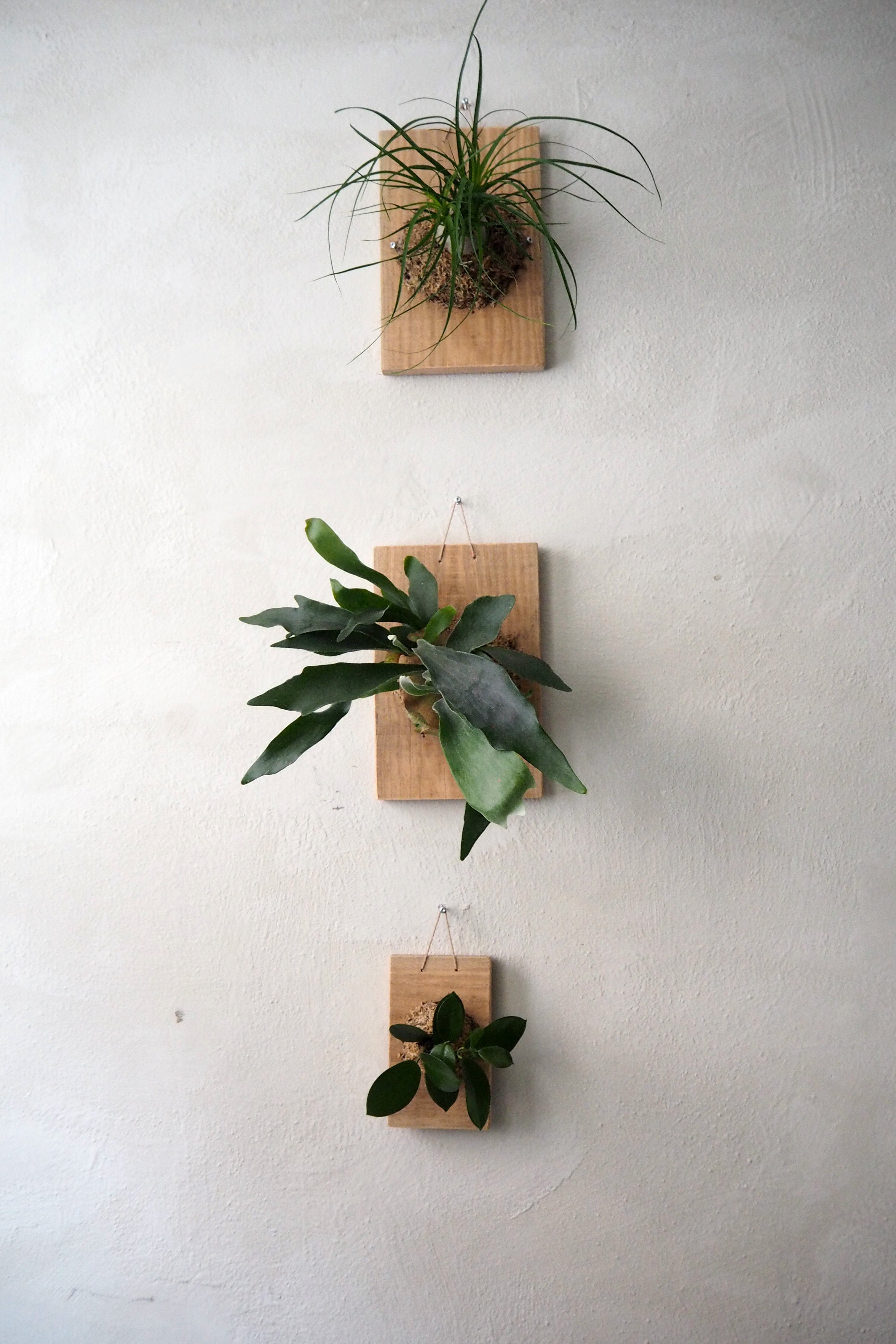 Plantetrofæ, Hjortetak, large