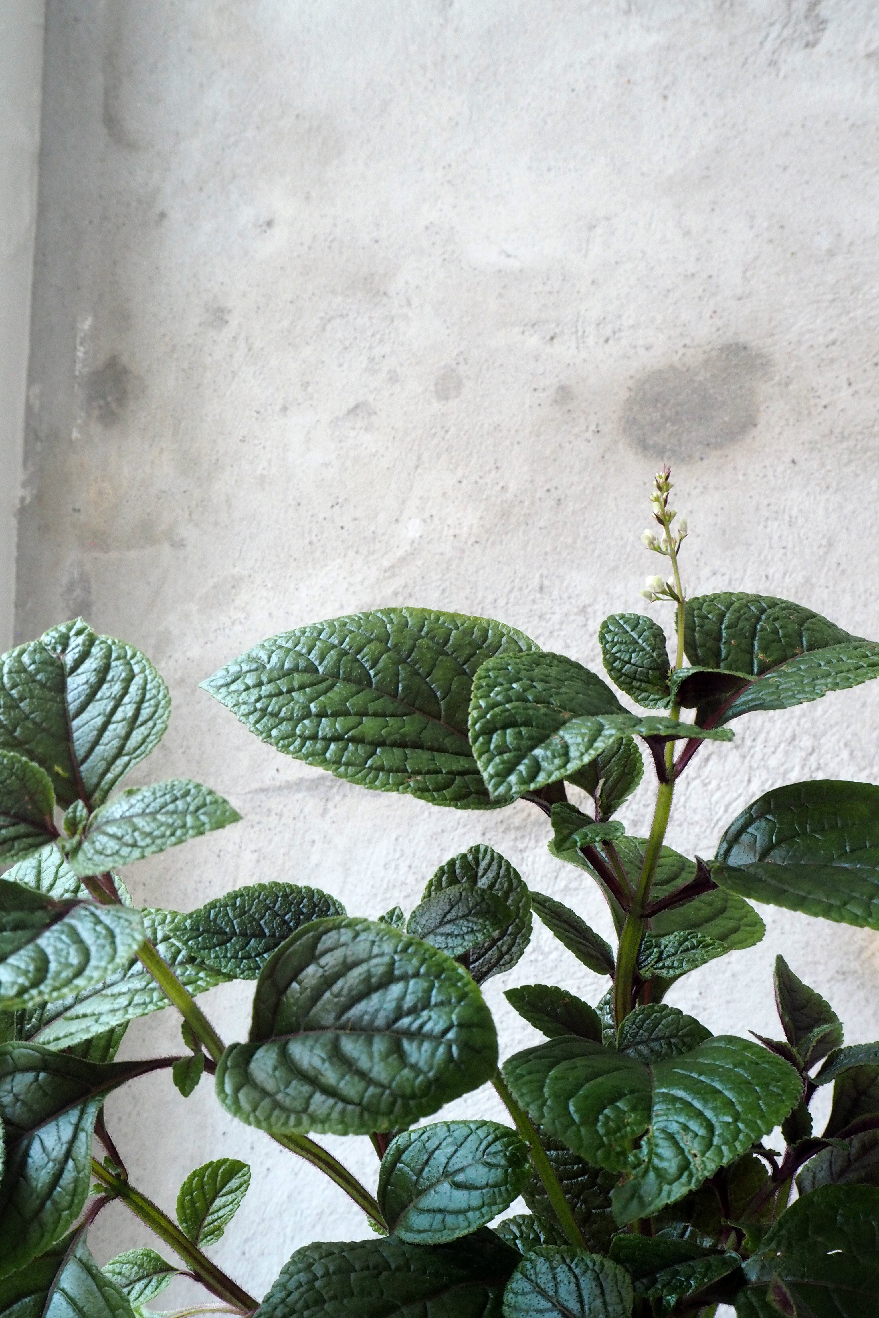 Plectranthus purpuratus