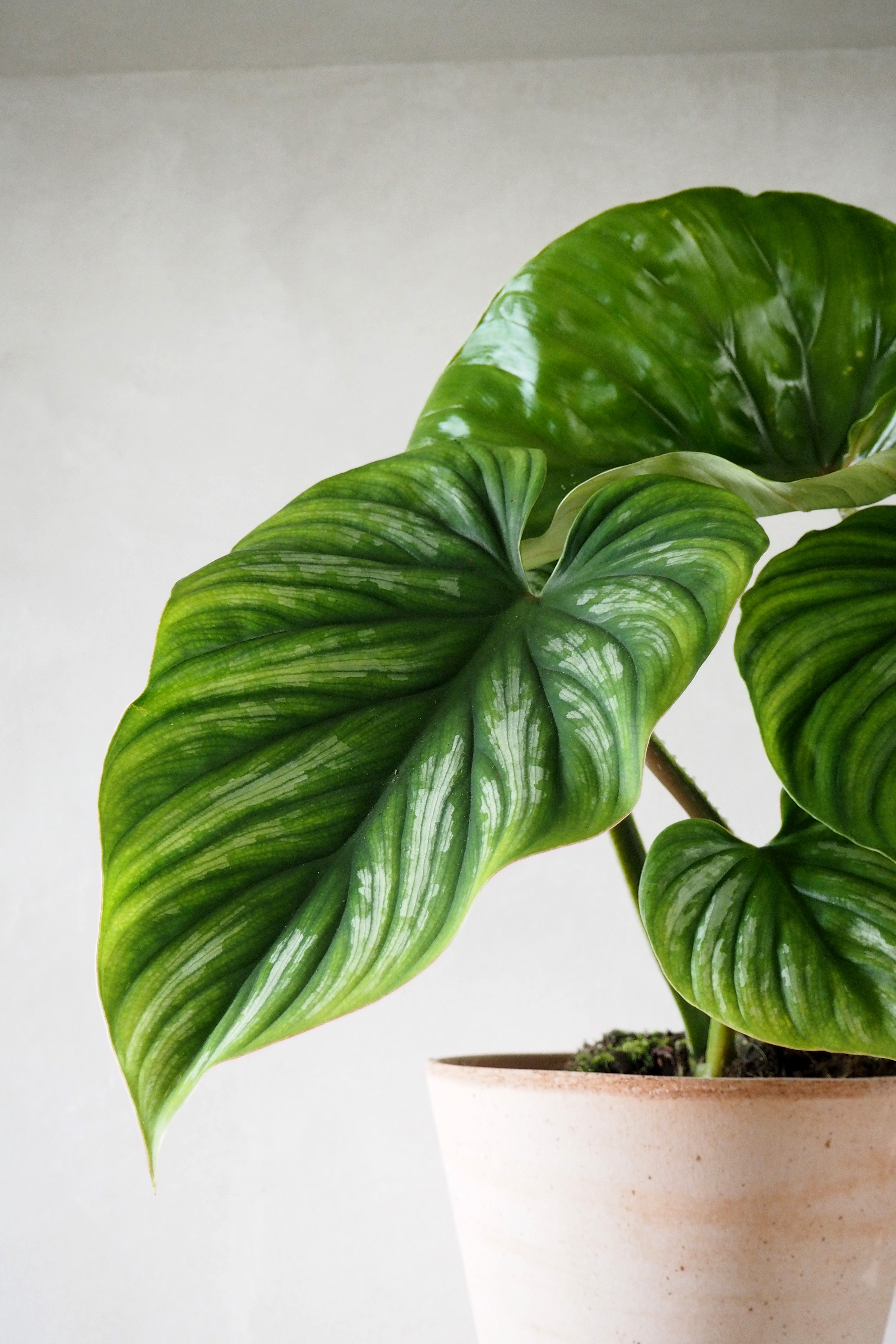 Philodendron Plowmanii