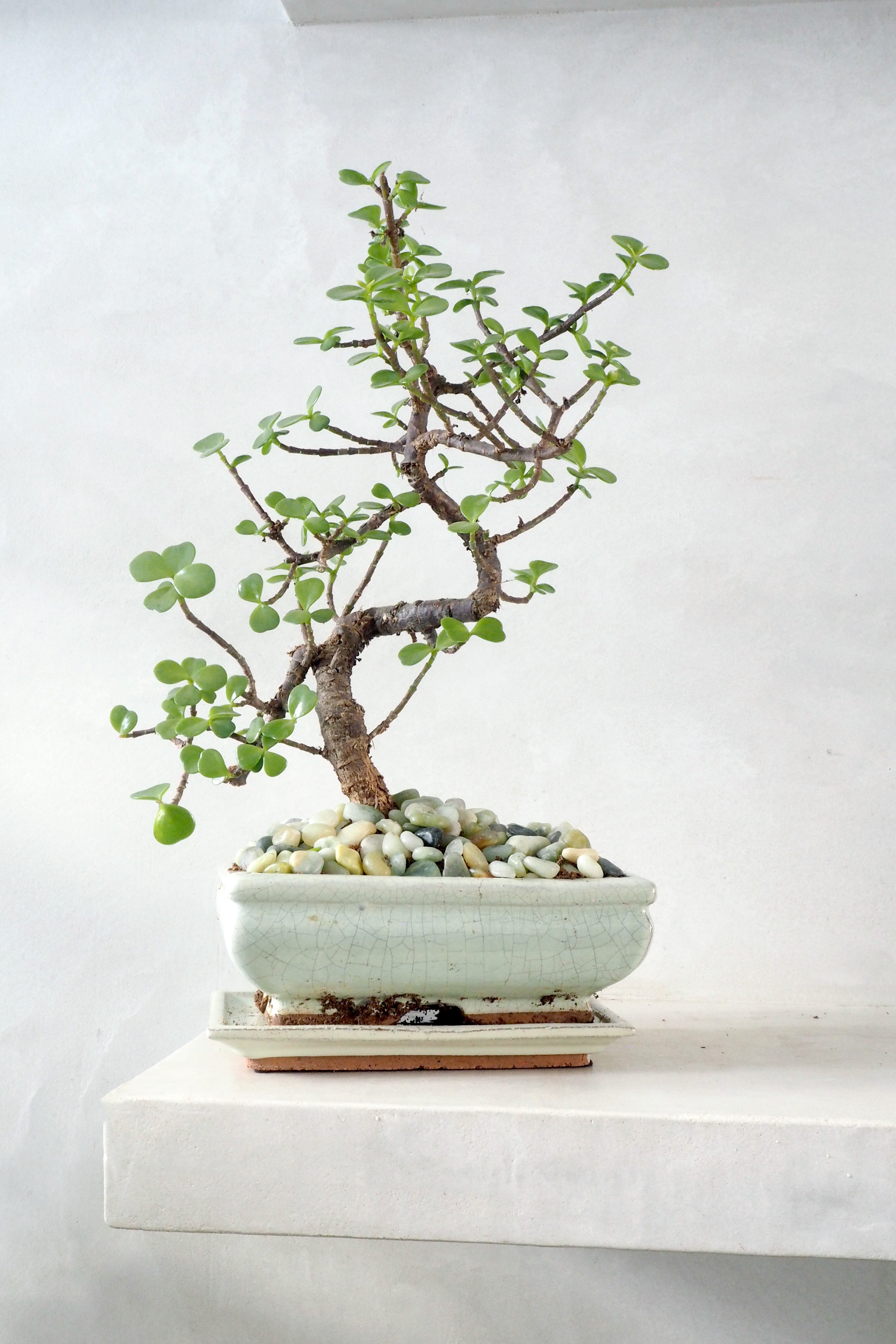 Bonsai Portulacaria afra, beige, stor