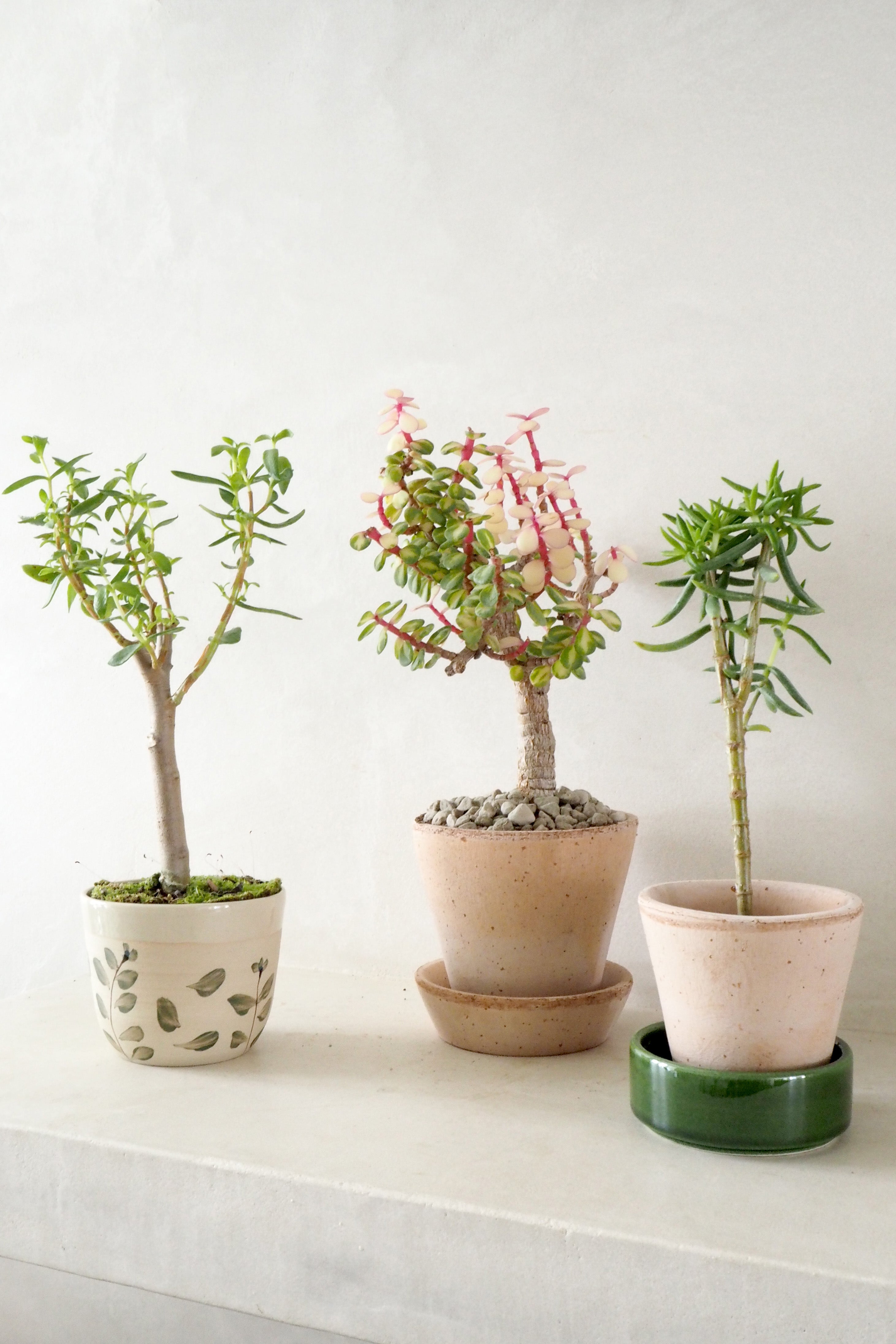 Portulacaria afra 'Medio-picta'