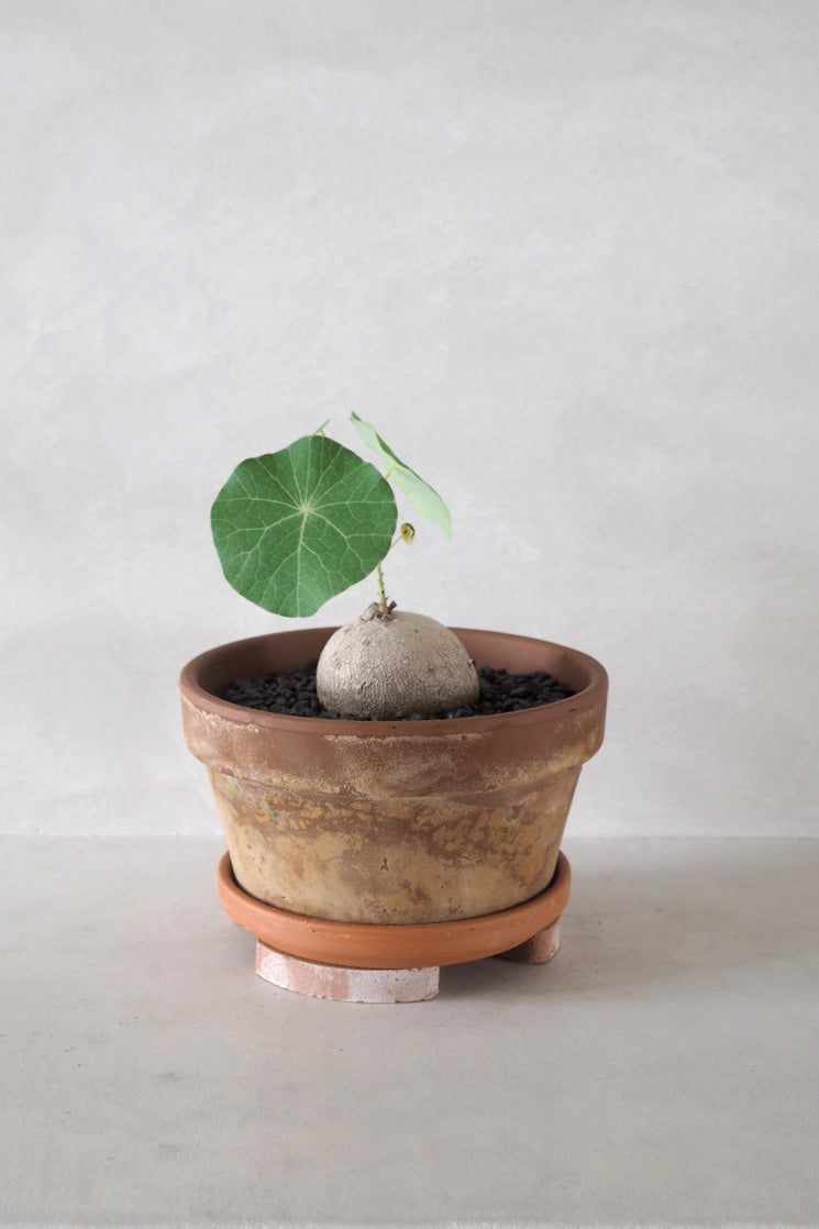 Pottefødder, terracotta