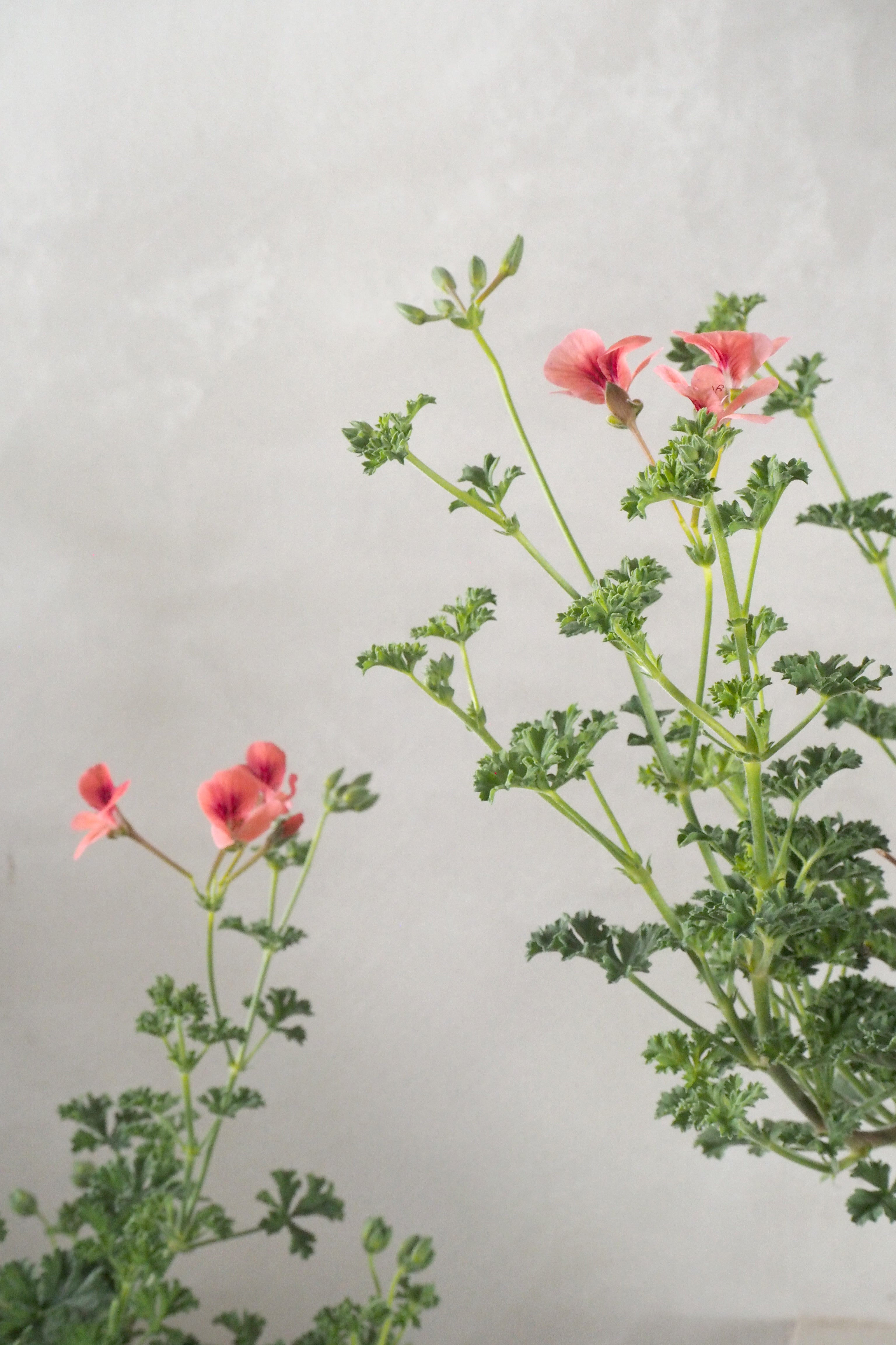 Geranium - Prince of Orange
