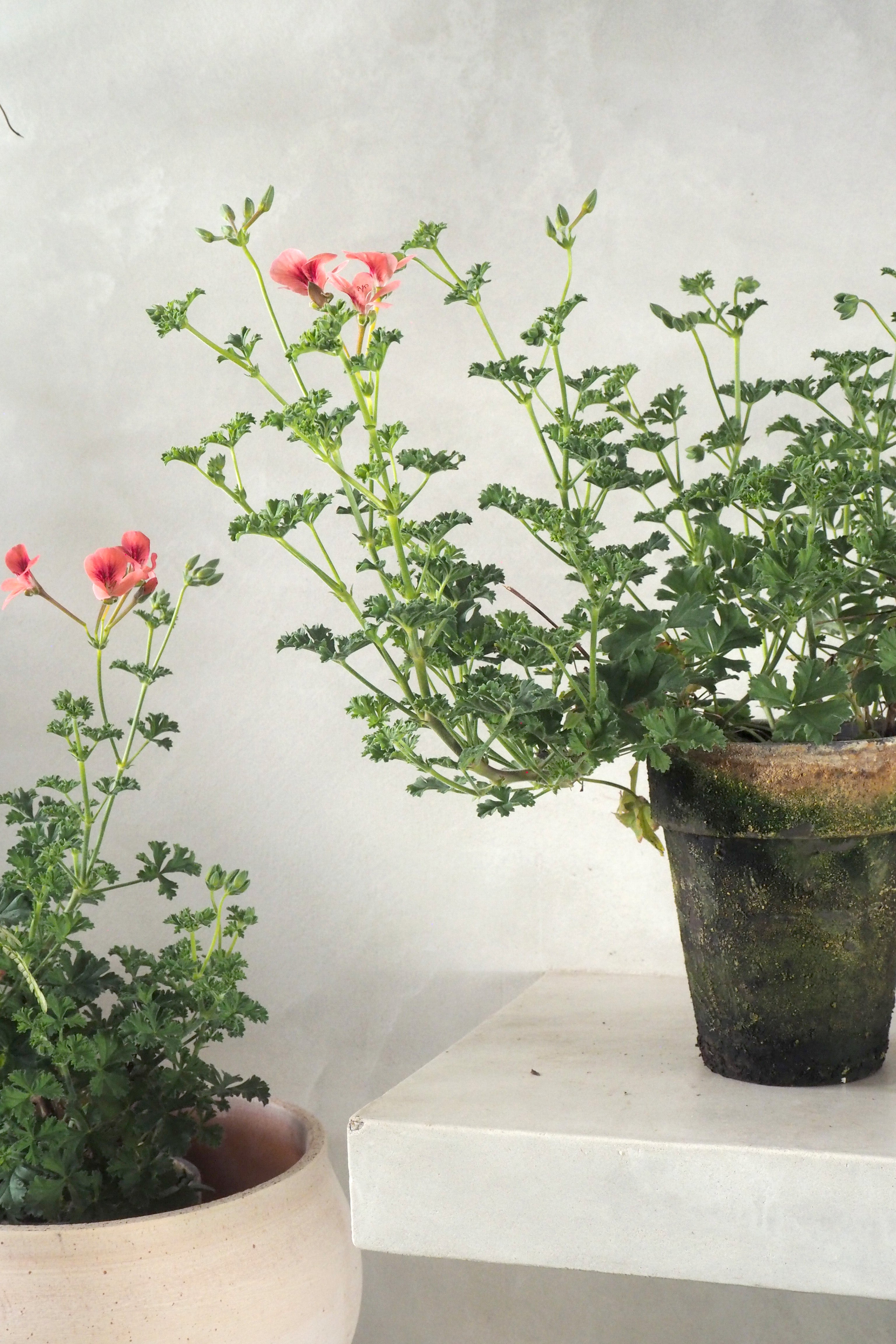 Geranium - Prince of Orange