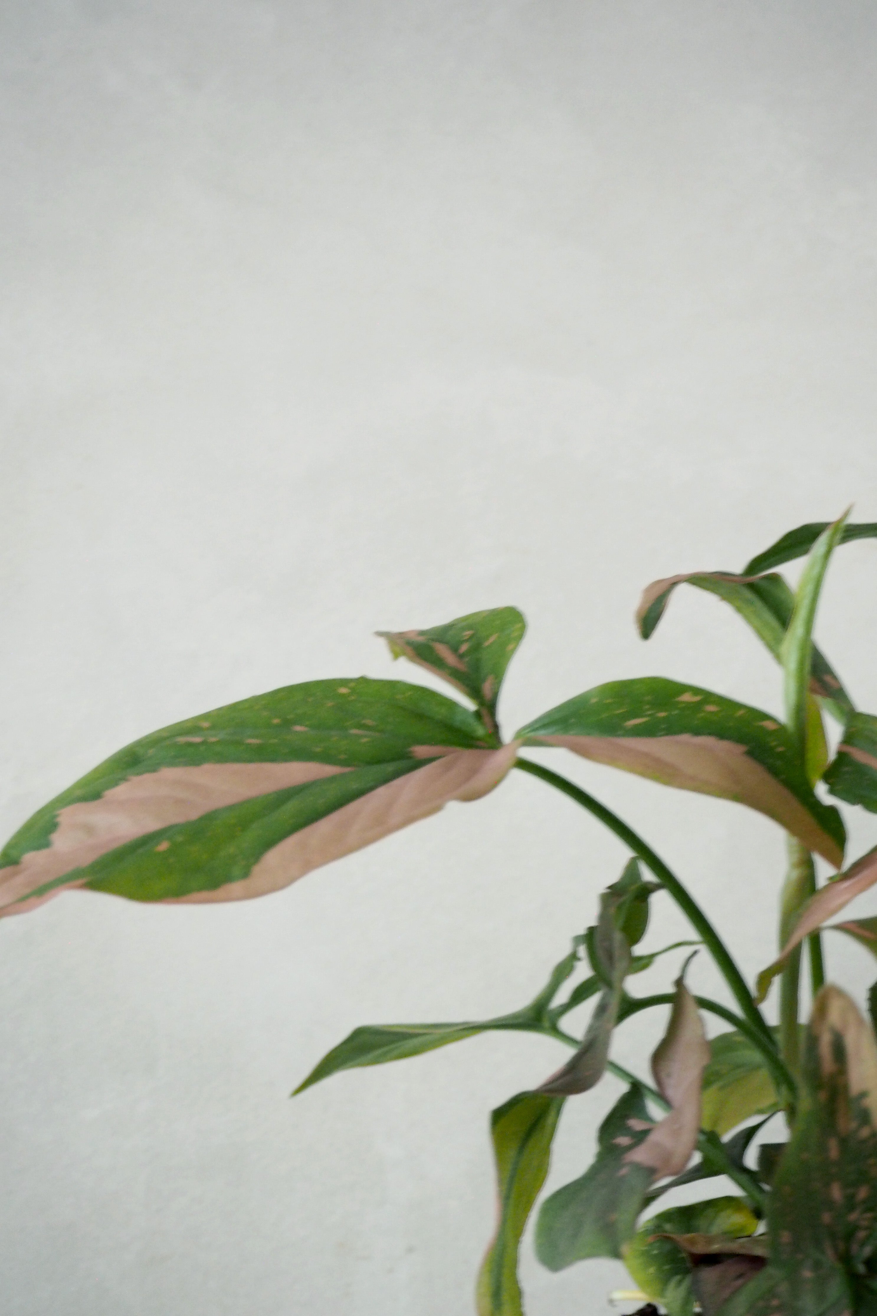 Syngonium red spot tricolor