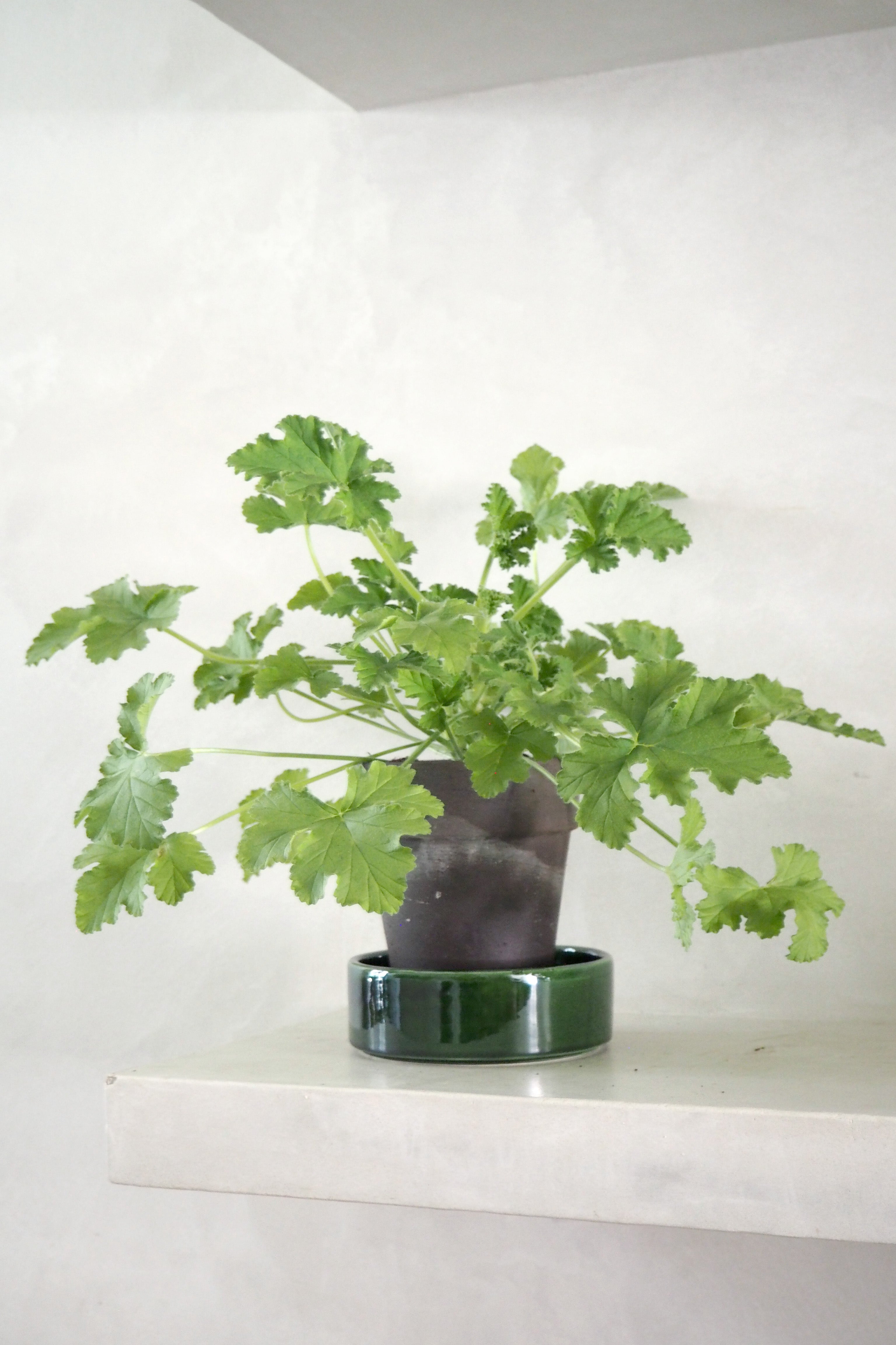 Rosengeranium - Dr westerlund