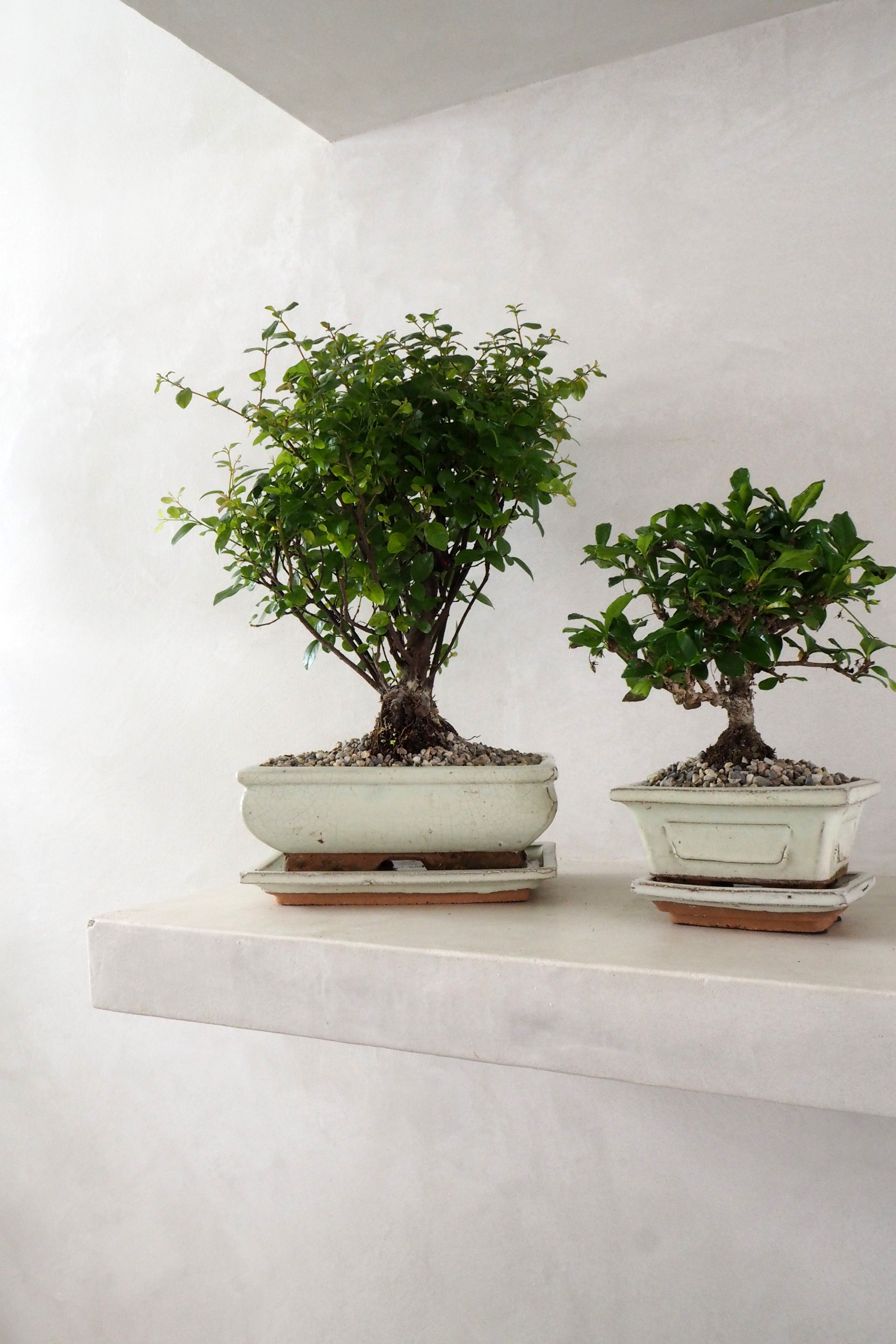 Bonsai Sageretia, medium