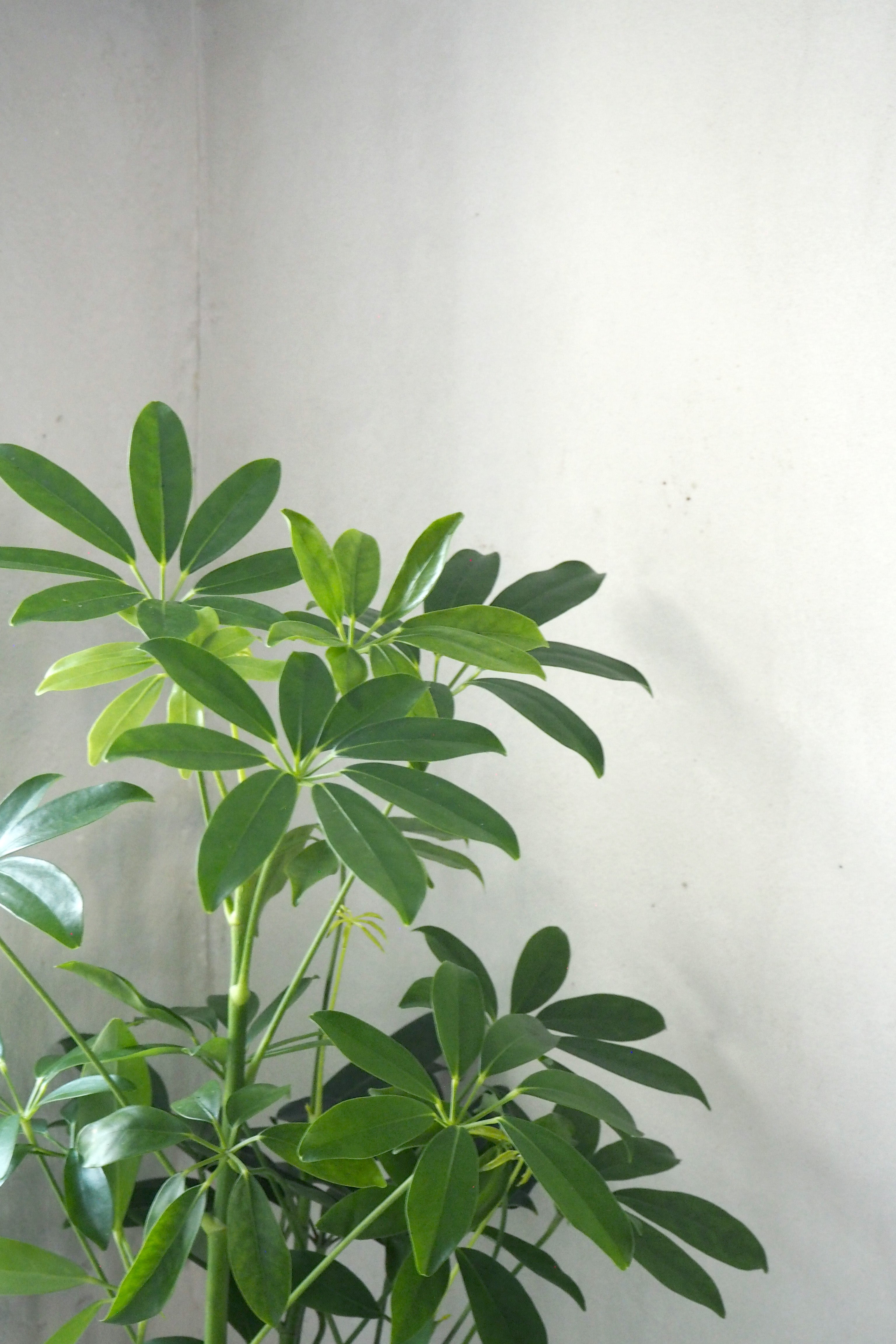 Schefflera