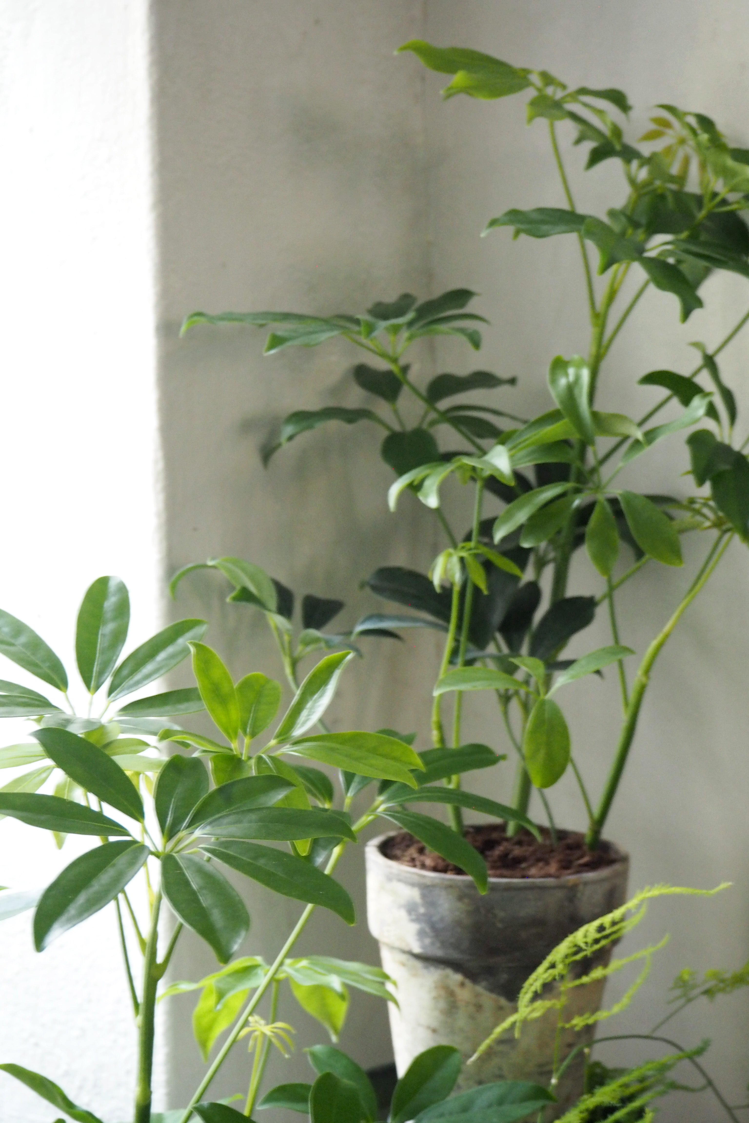 Schefflera