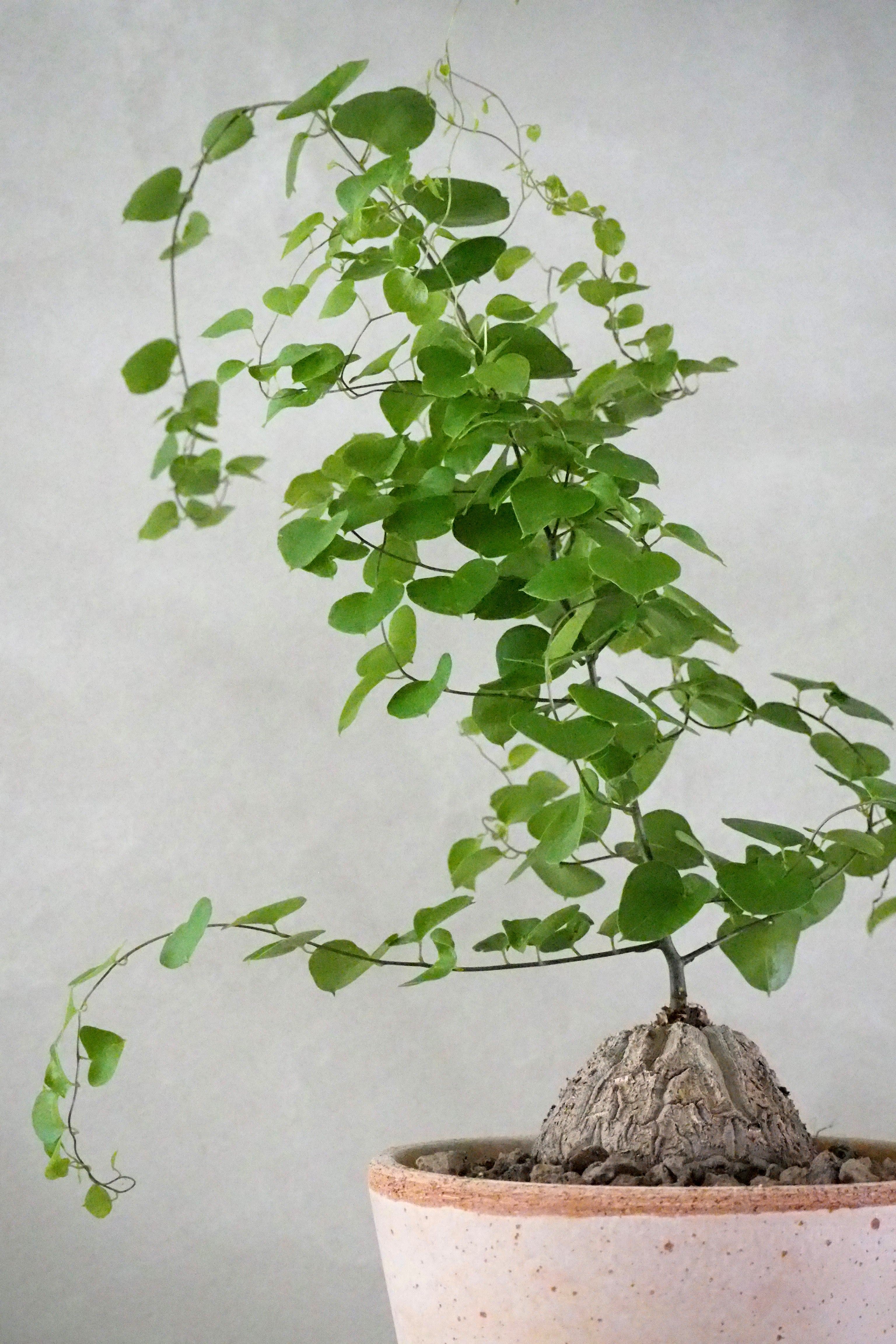 Skildpaddeplante - Dioscorea Elepantipes