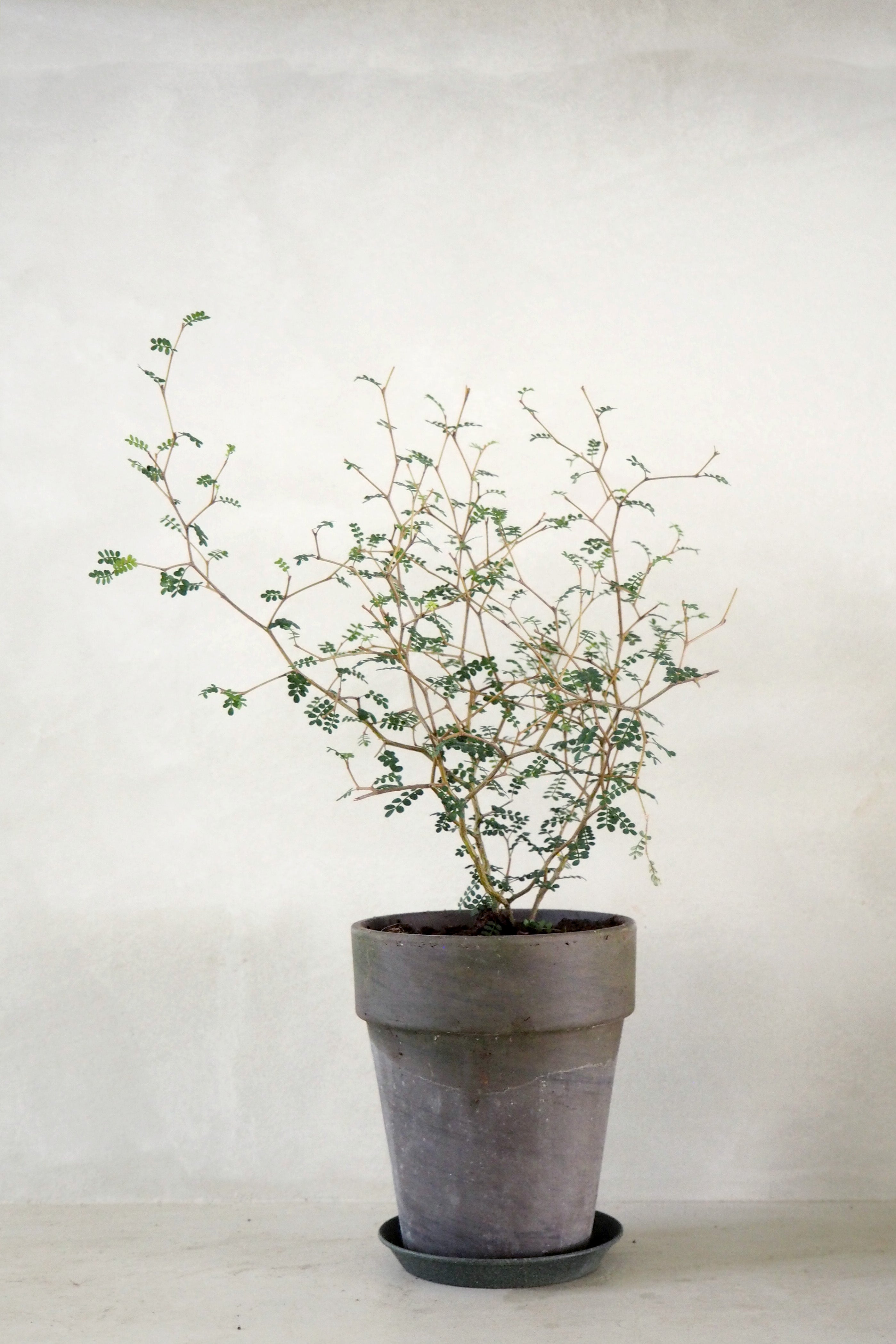 Sophora