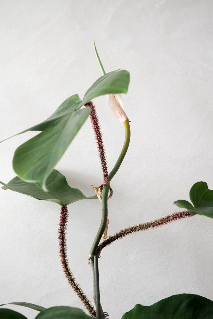 Philodendron squamiferum