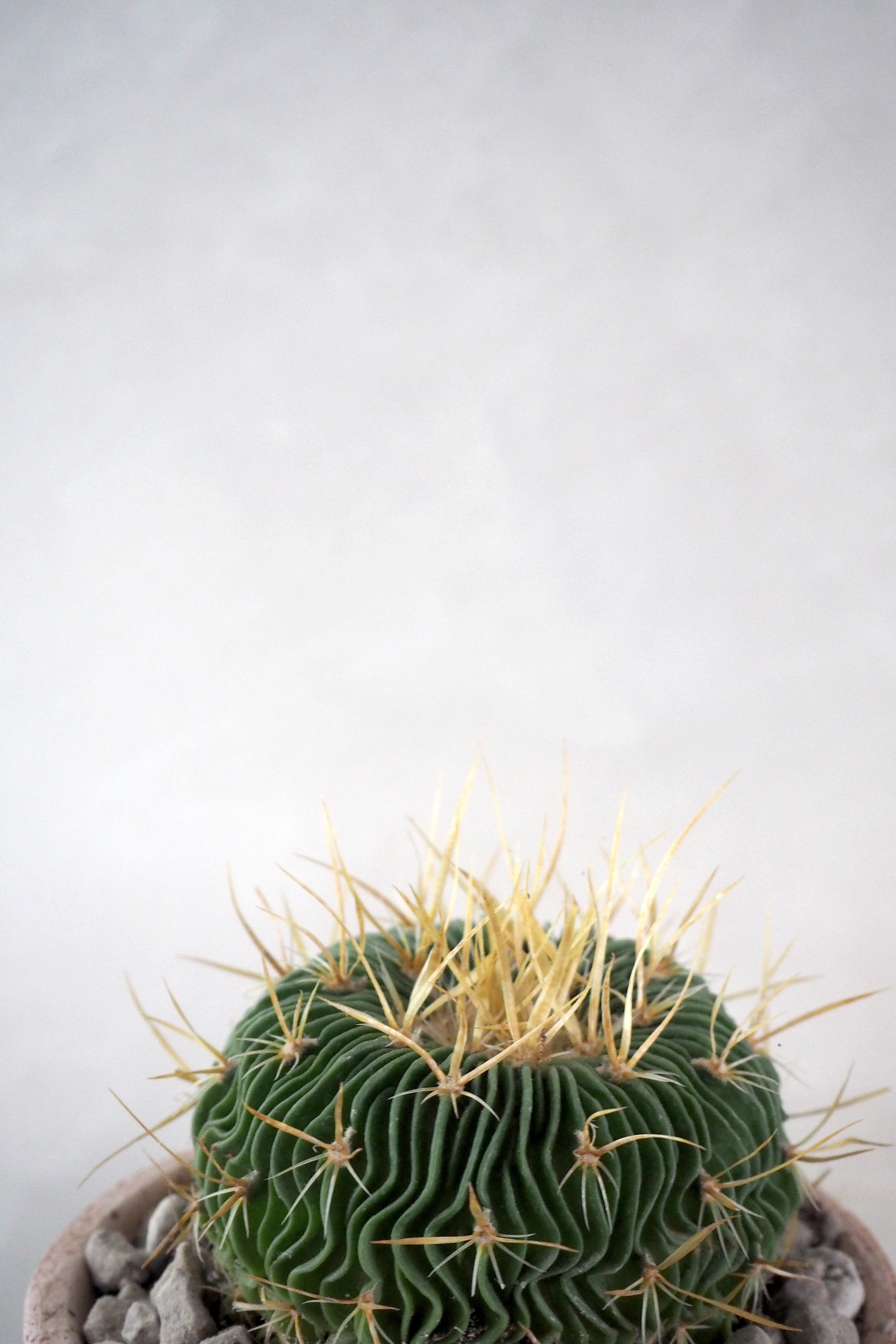 Stenocactus