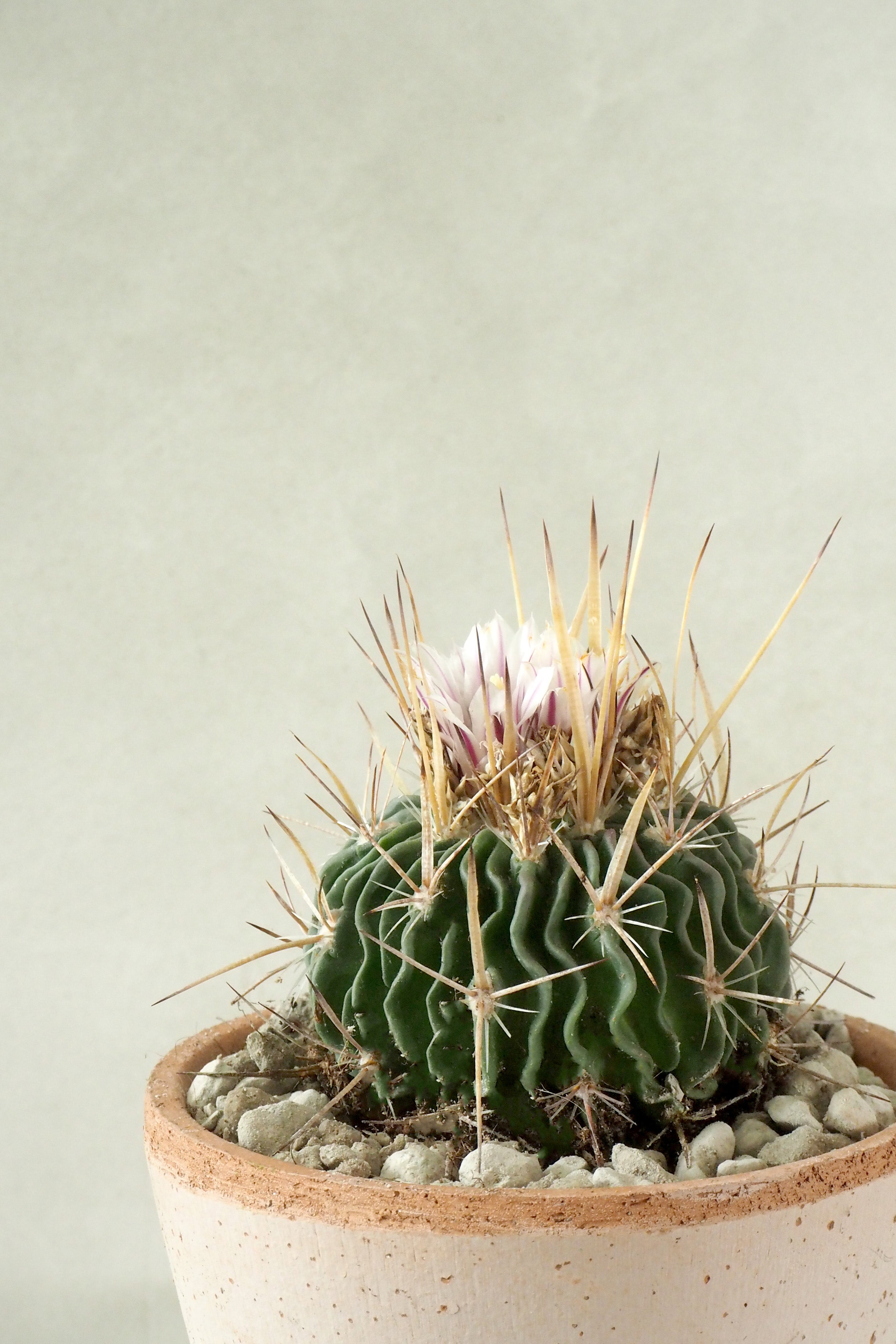 Stenocactus