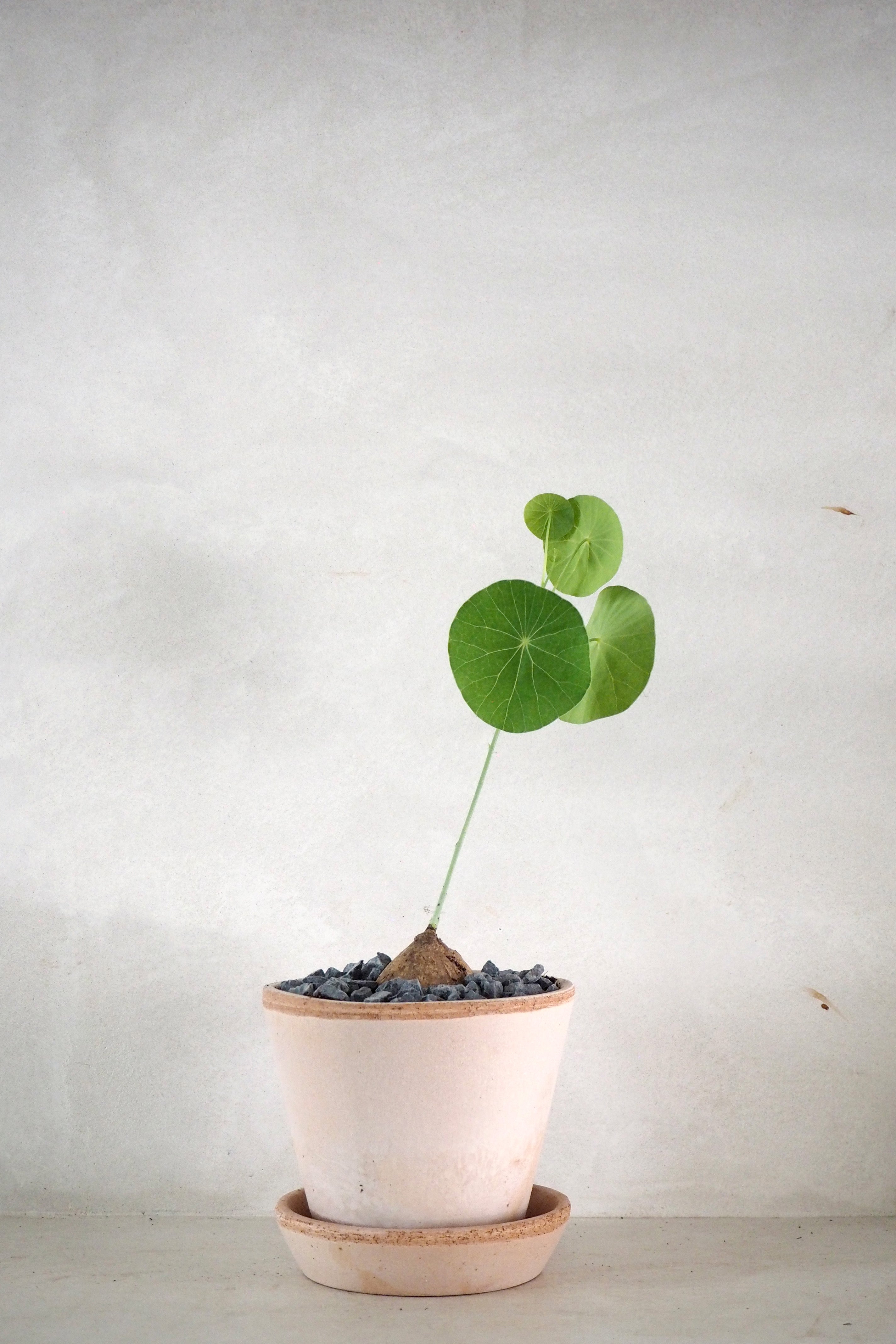 Stephania Erecta