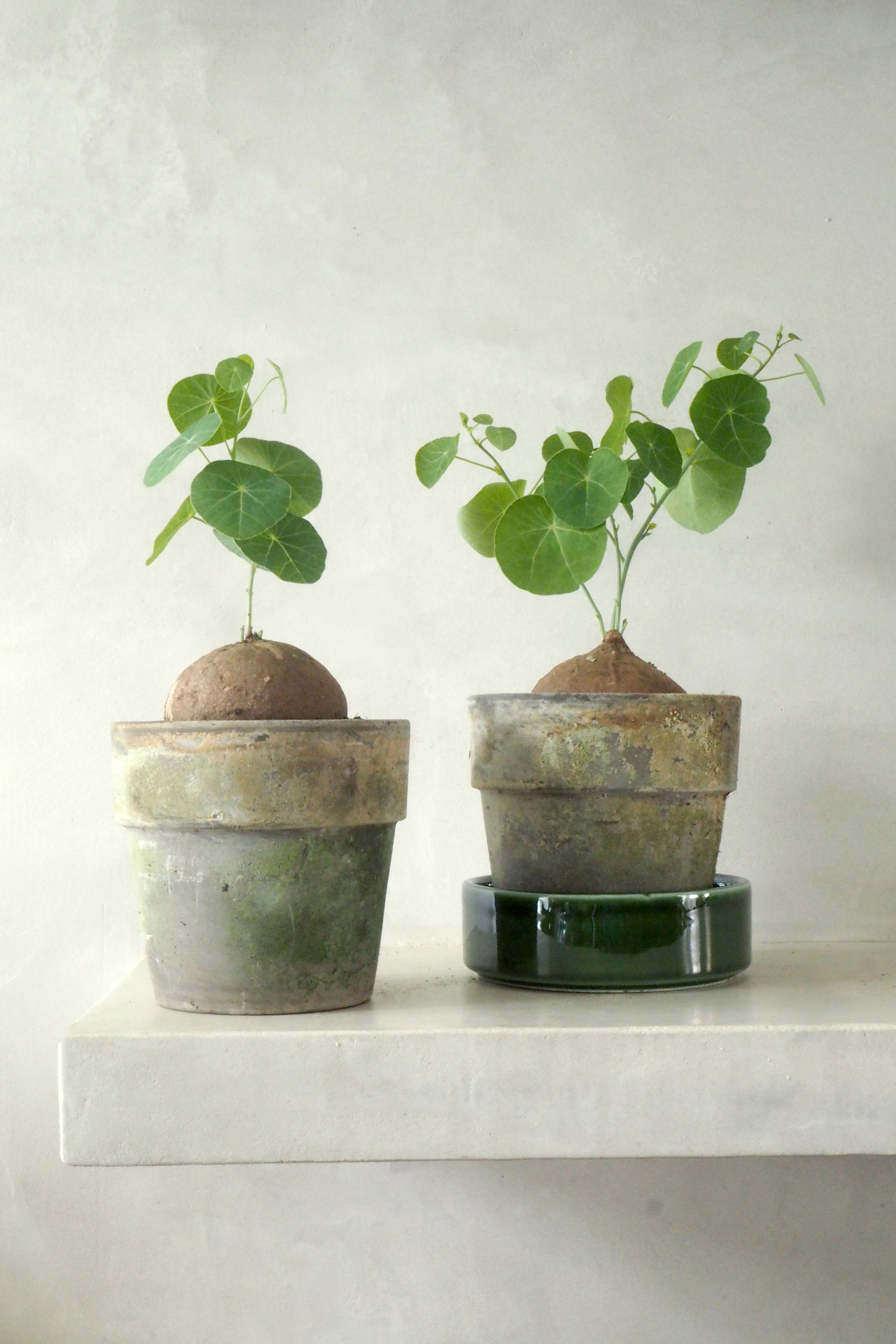 Stephania Erecta, medium