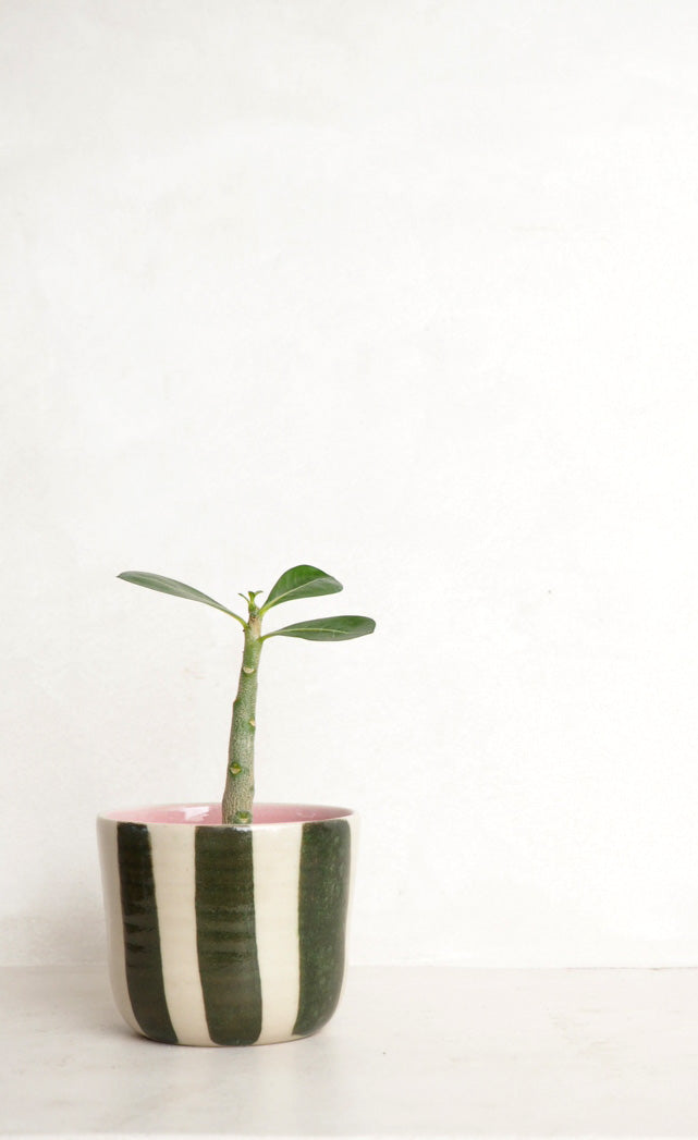 StineMei Plantekop - Stribet grøn