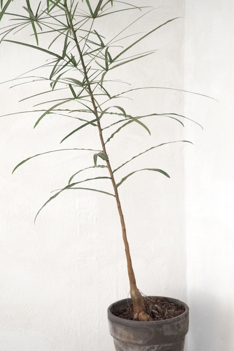 Kærlighedstræ (Stjerneblad) medium