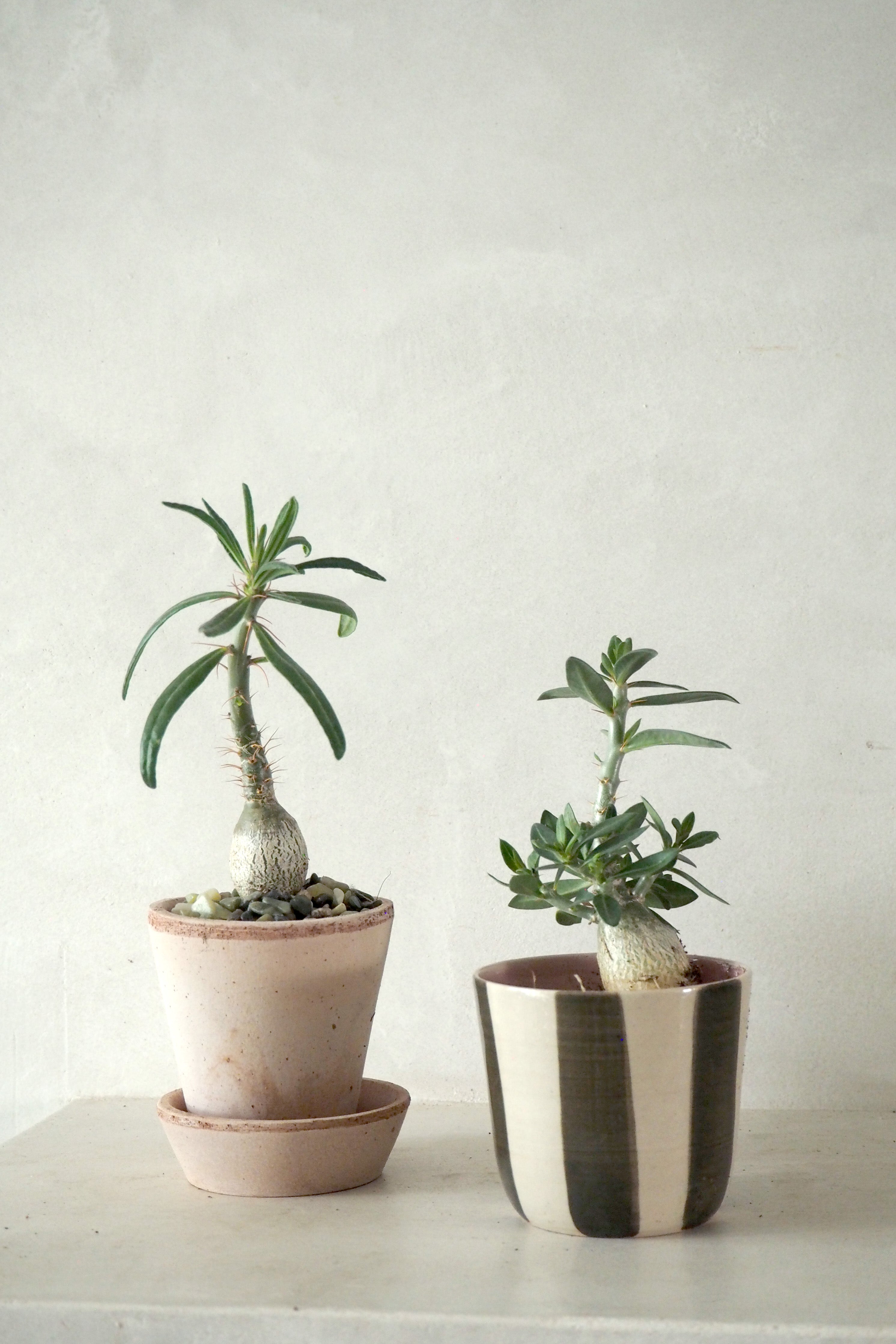Pachypodium succulentum, lille