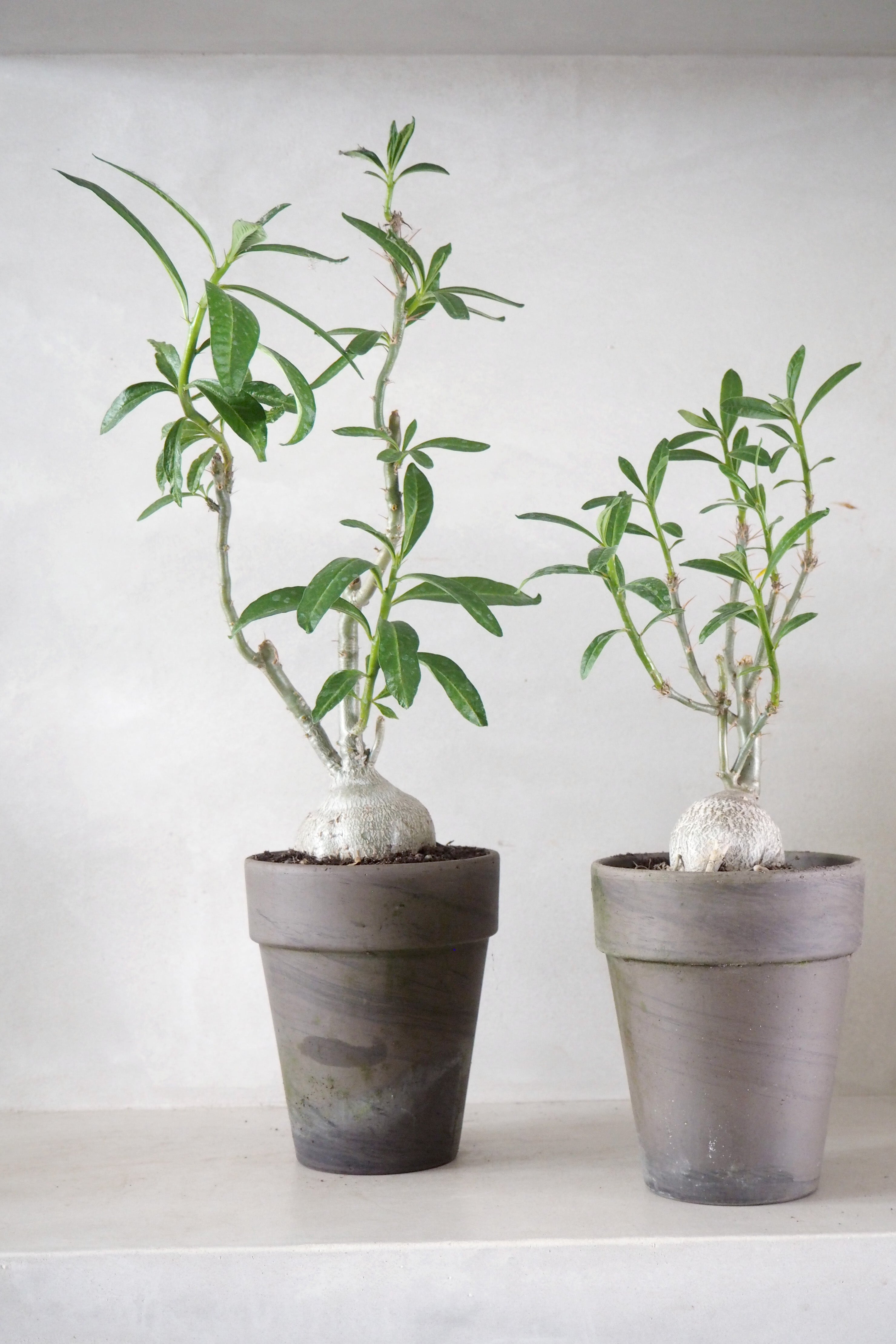 Pachypodium succulentum
