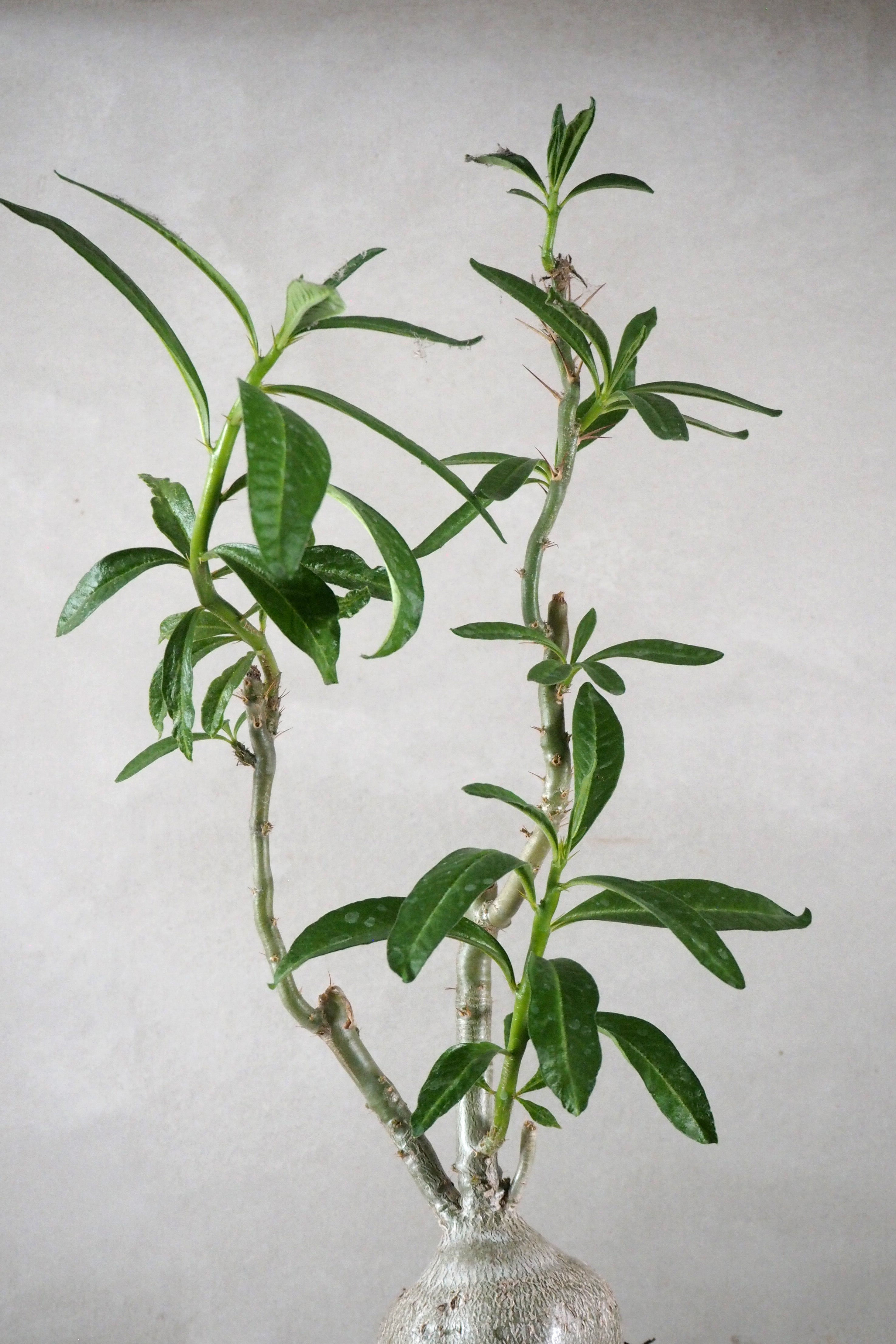 Pachypodium succulentum