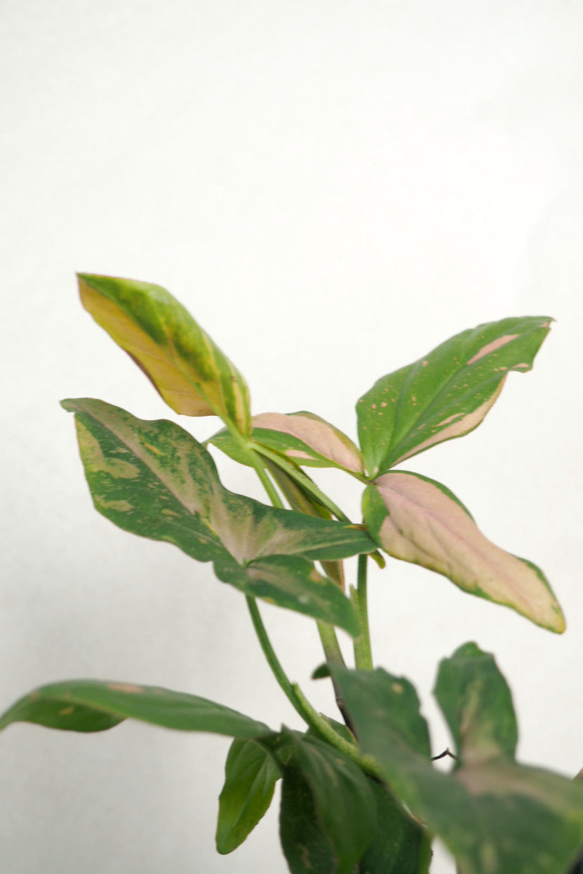 Syngonium red spot tricolor