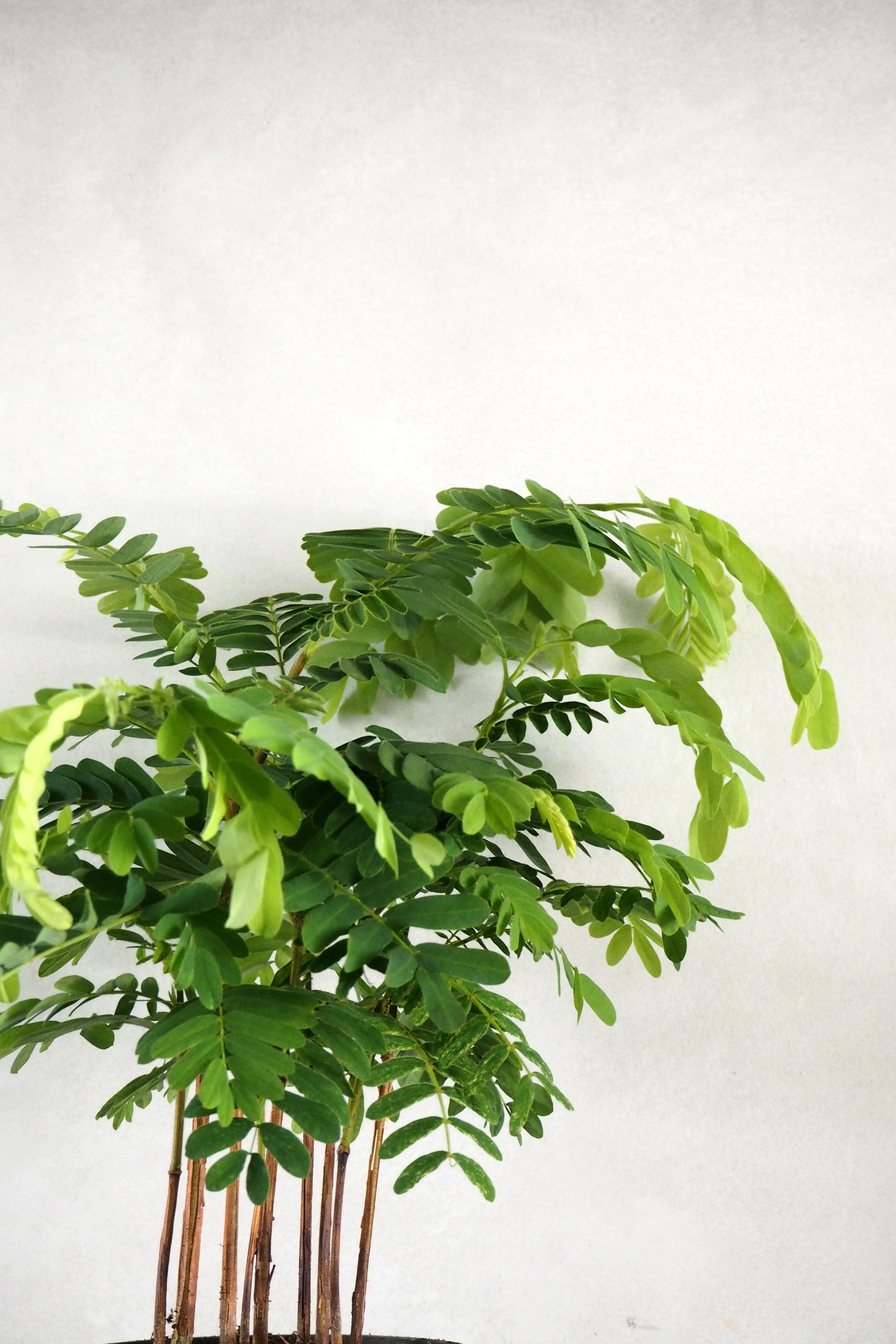 Tamarindus indica