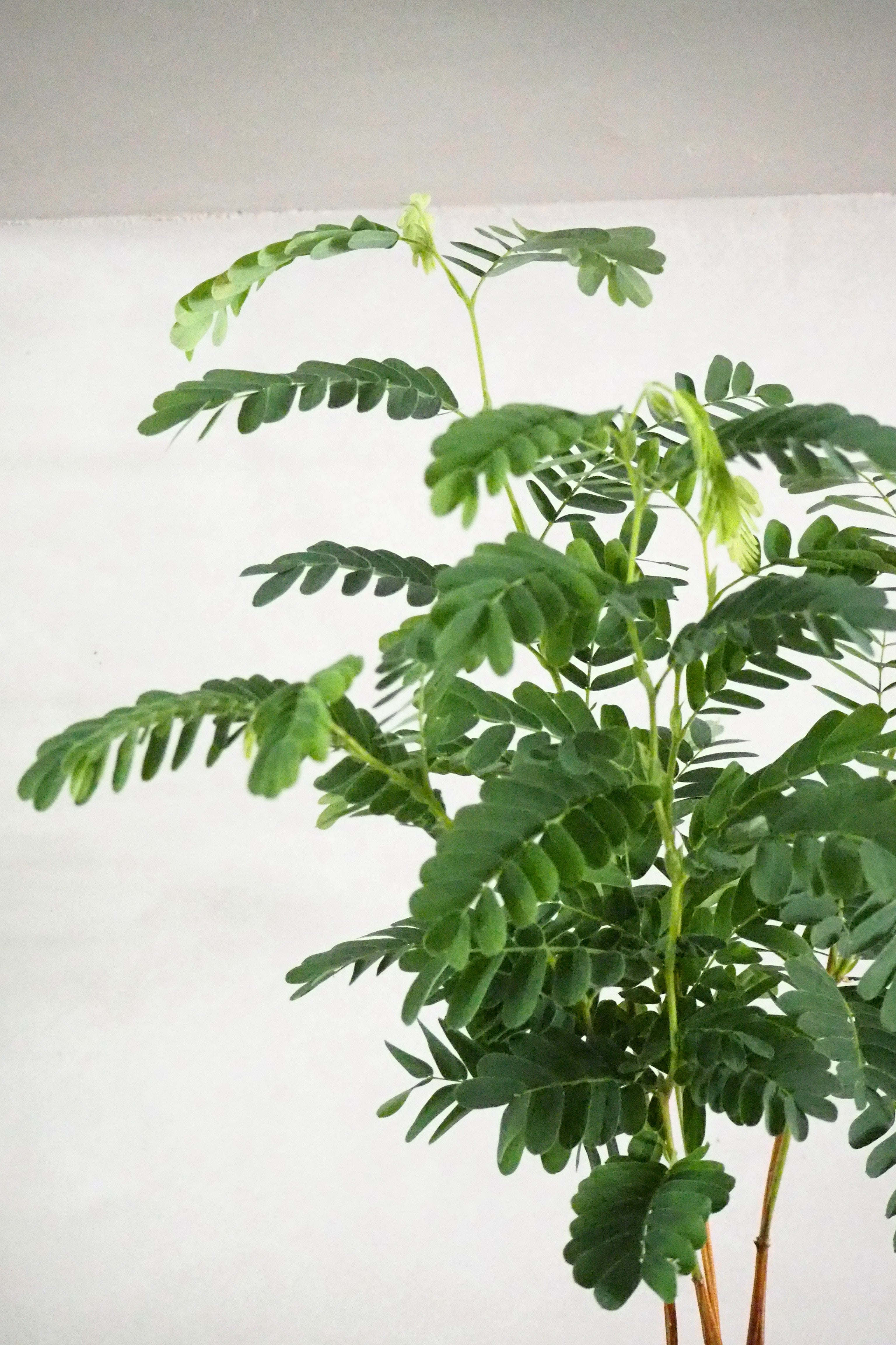 Tamarindus indica