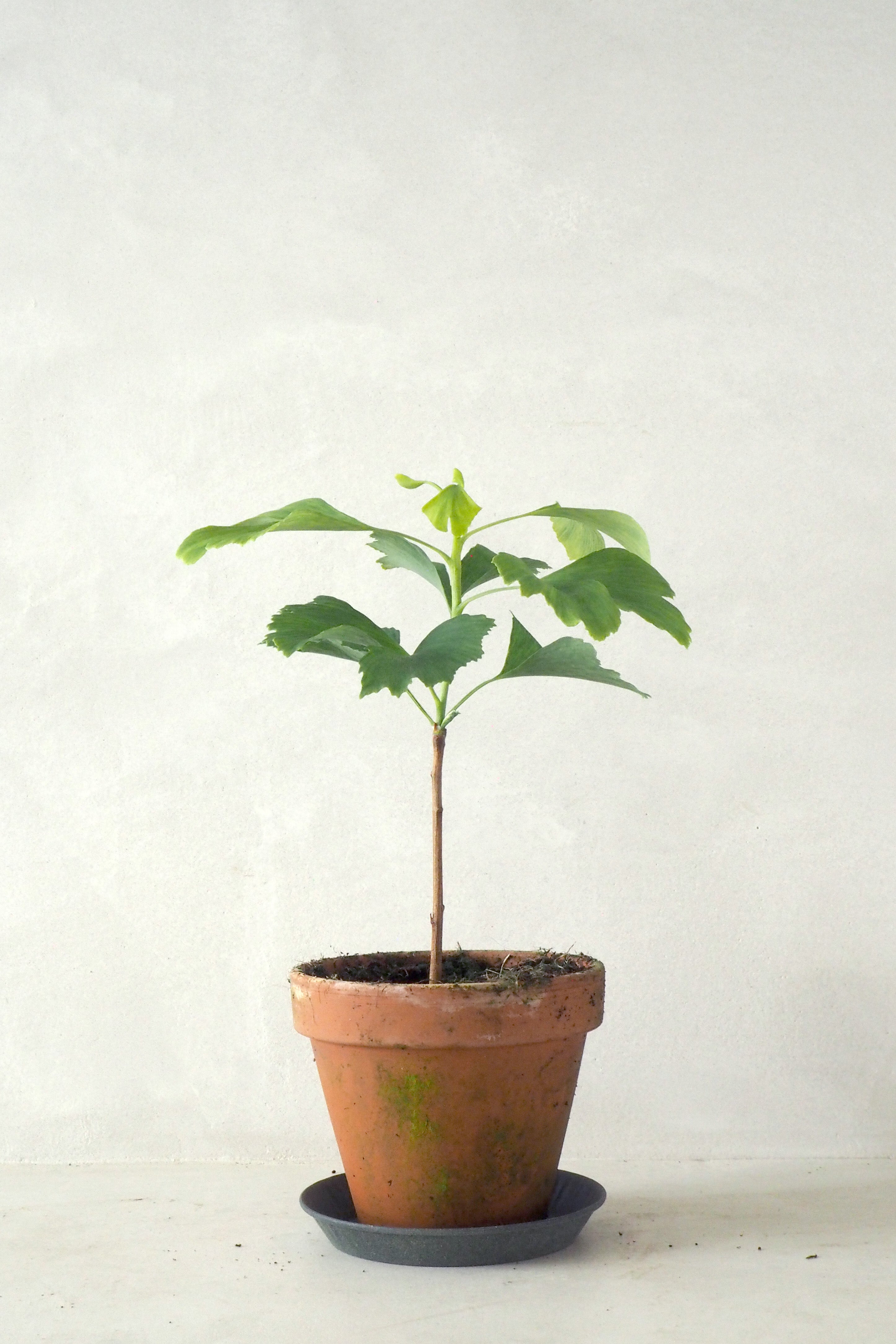 Tempeltræ - Ginkgo Biloba