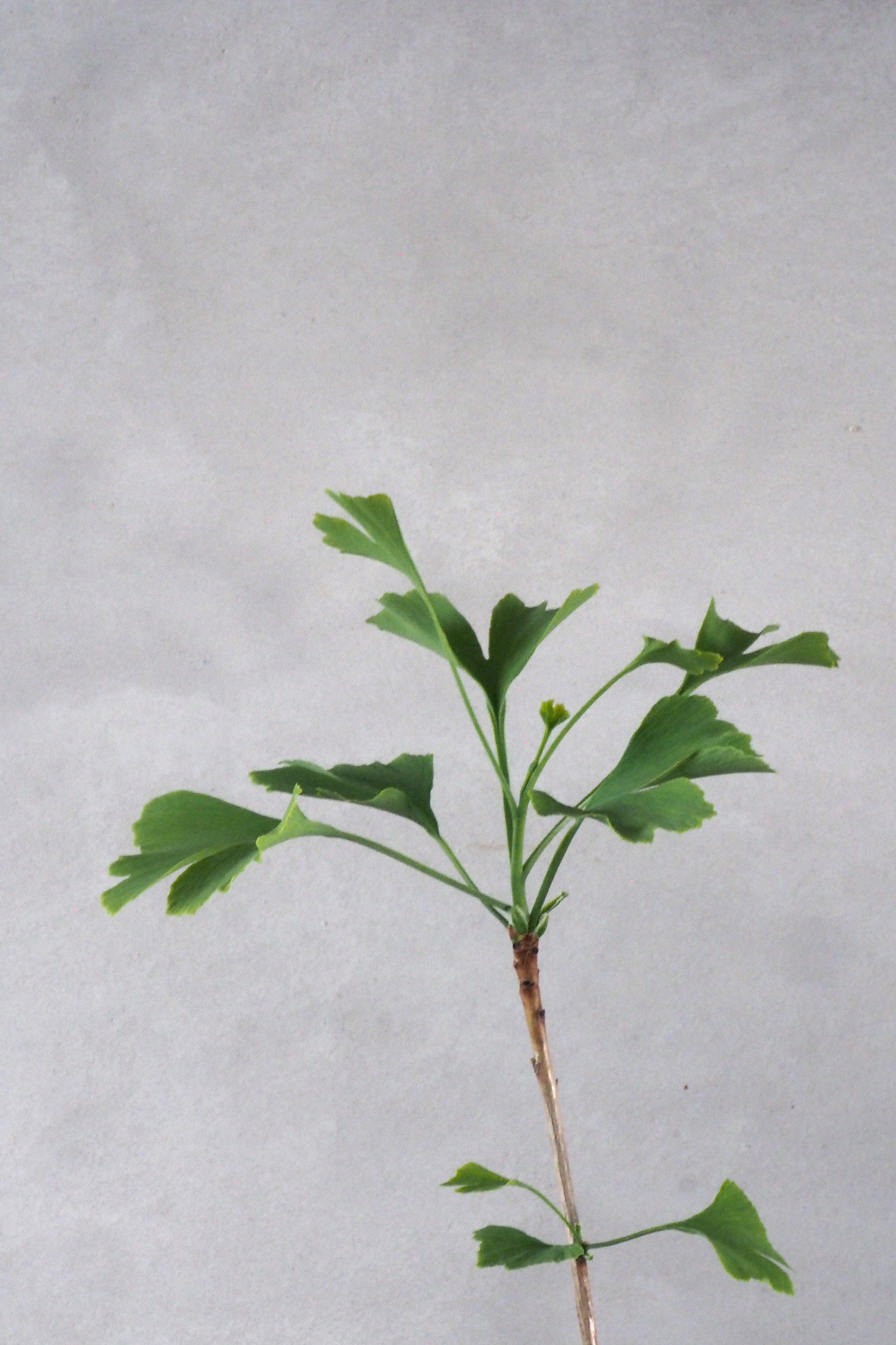 Tempeltræ - Ginkgo Biloba