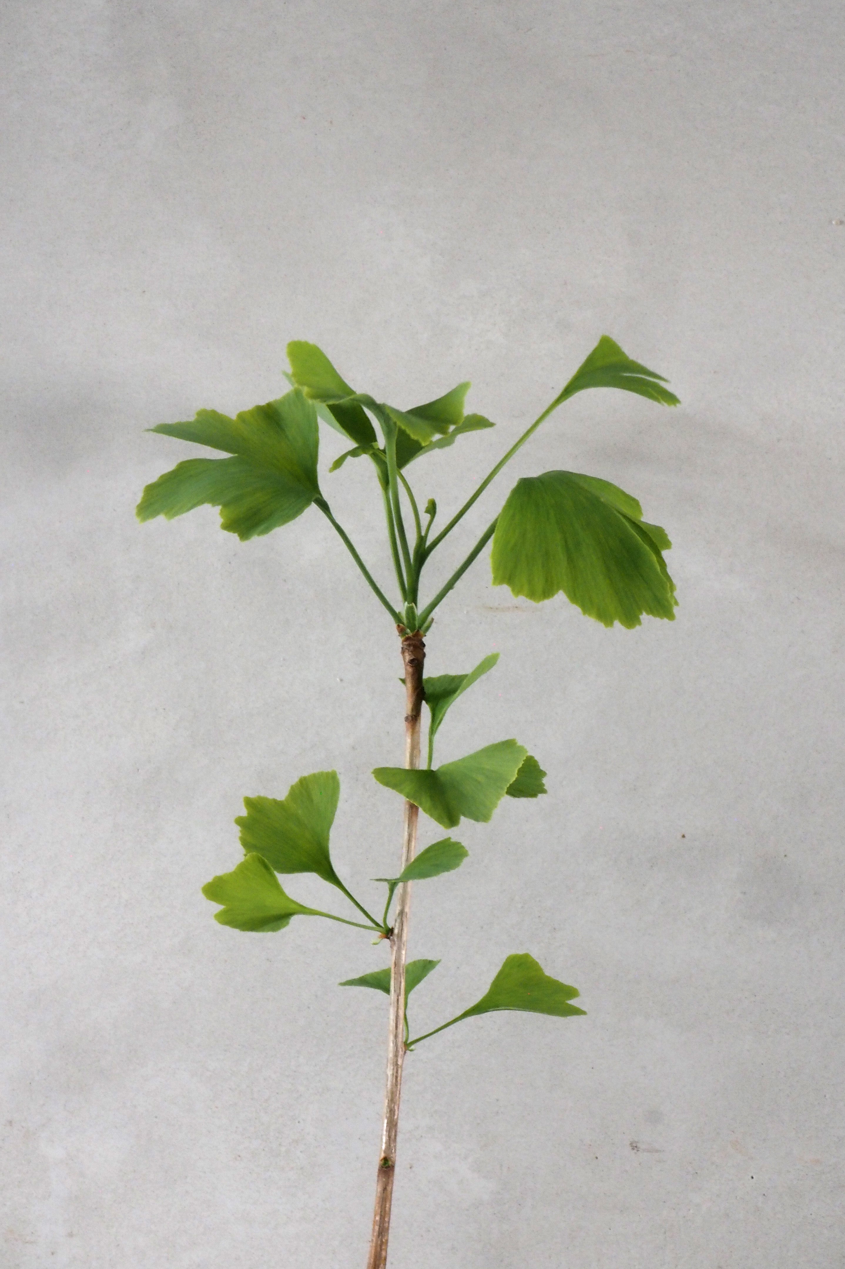 Tempeltræ - Ginkgo Biloba