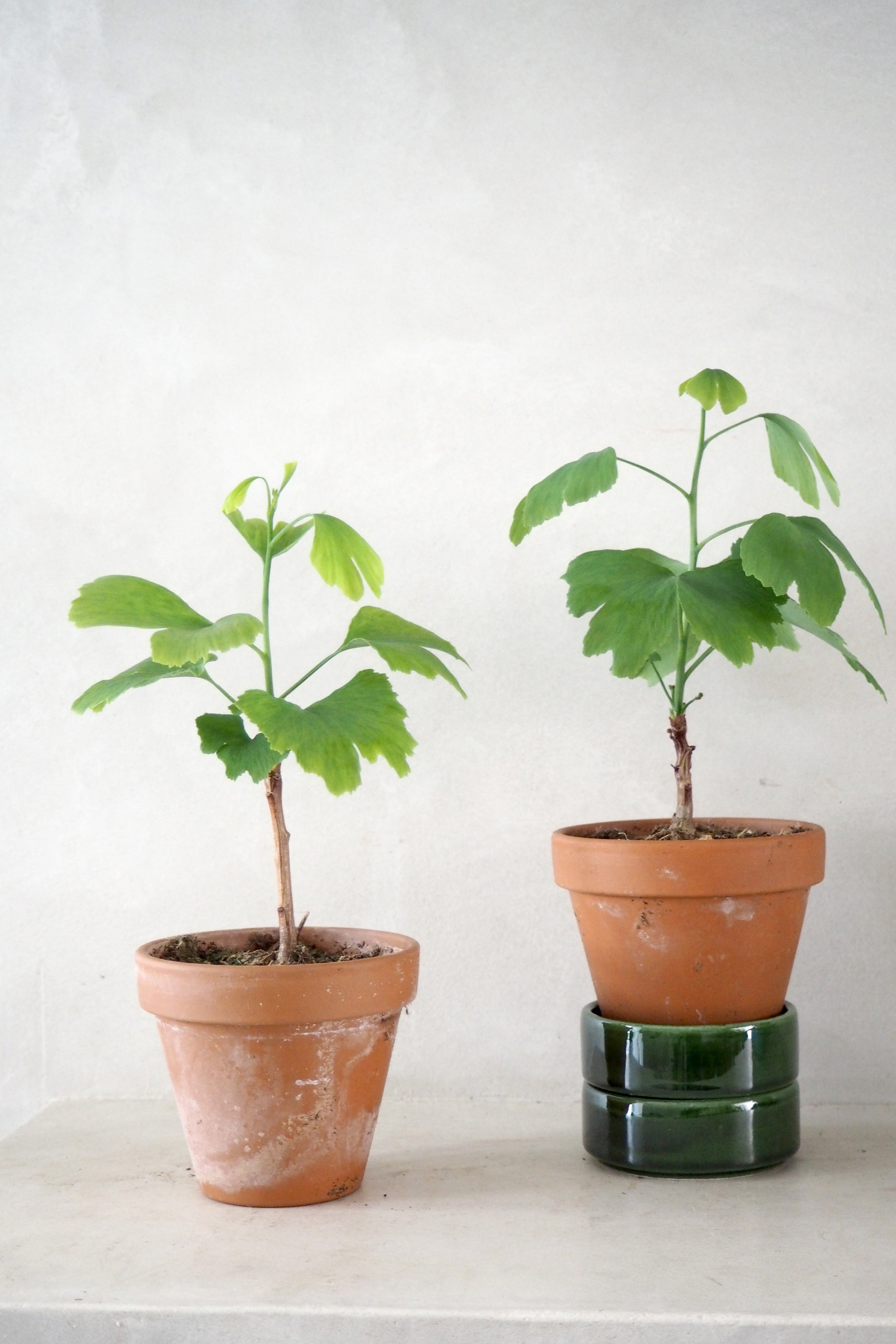 Tempeltræ - Ginkgo Biloba