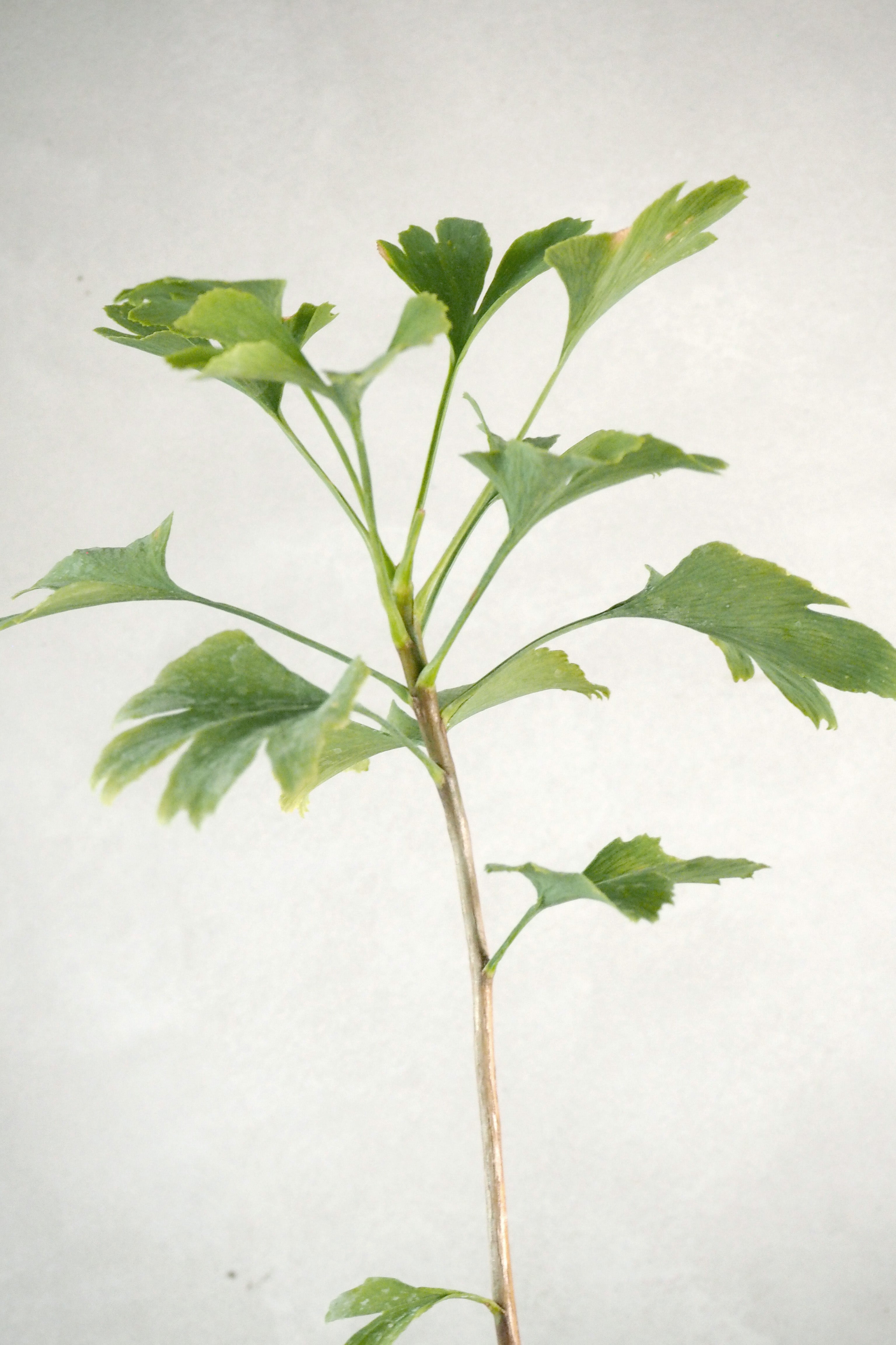 Ginkgo biloba