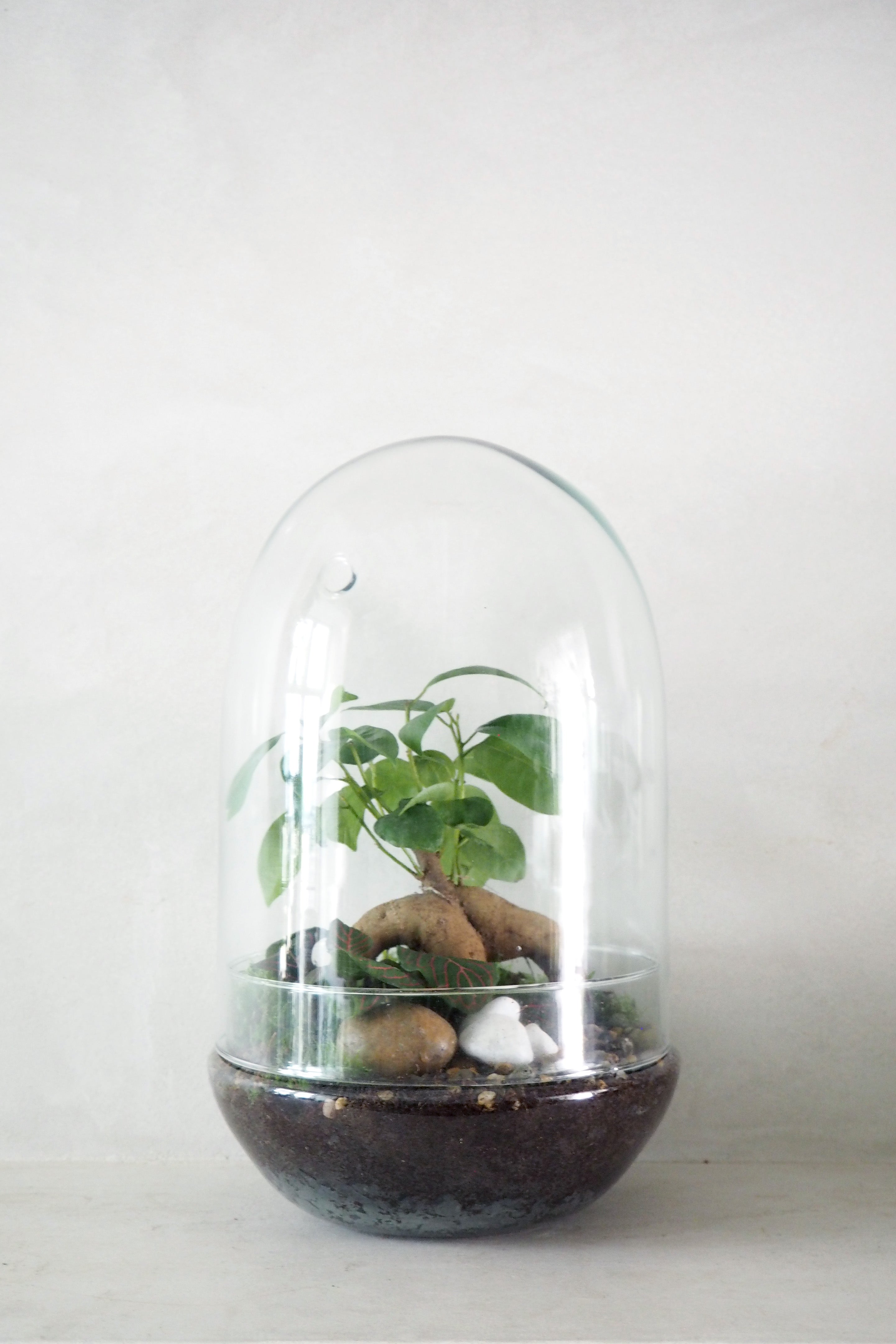 Terrariekit m. ellipseglas